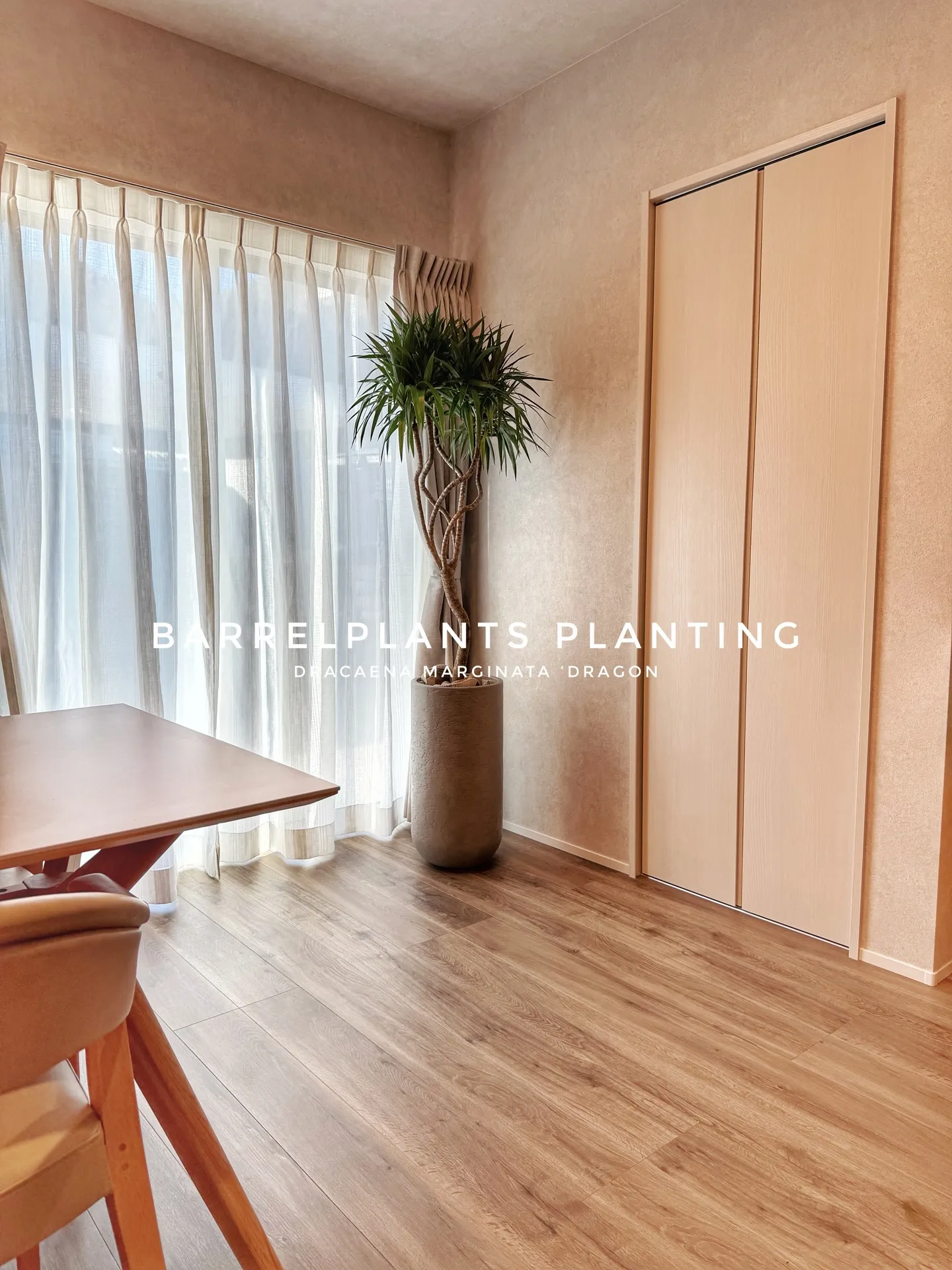 光と暮らす、植物のある部屋