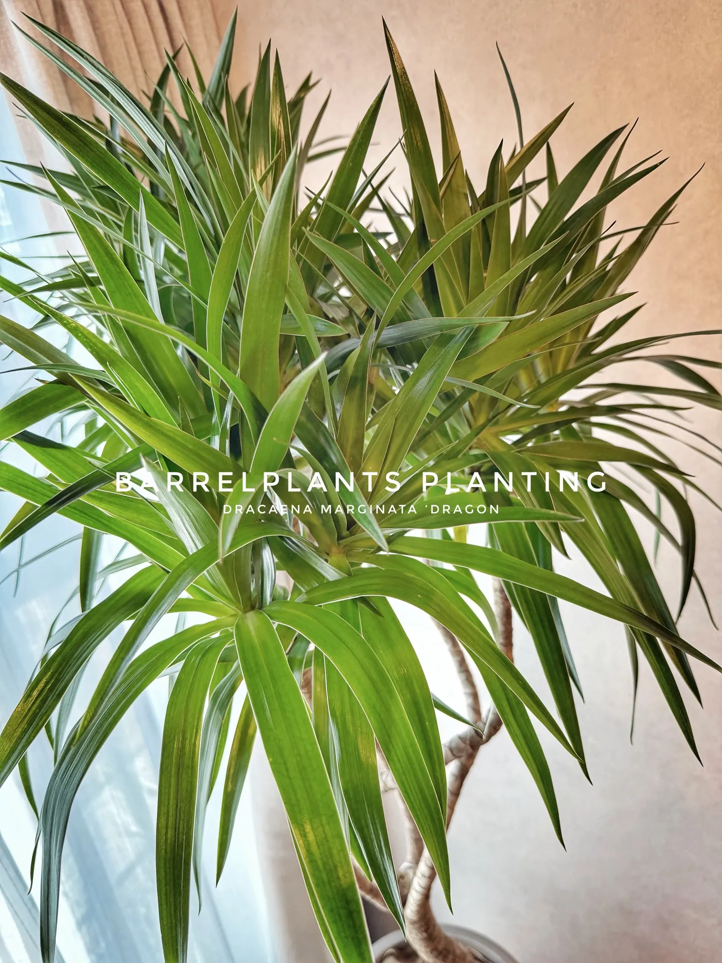 光と暮らす、植物のある部屋