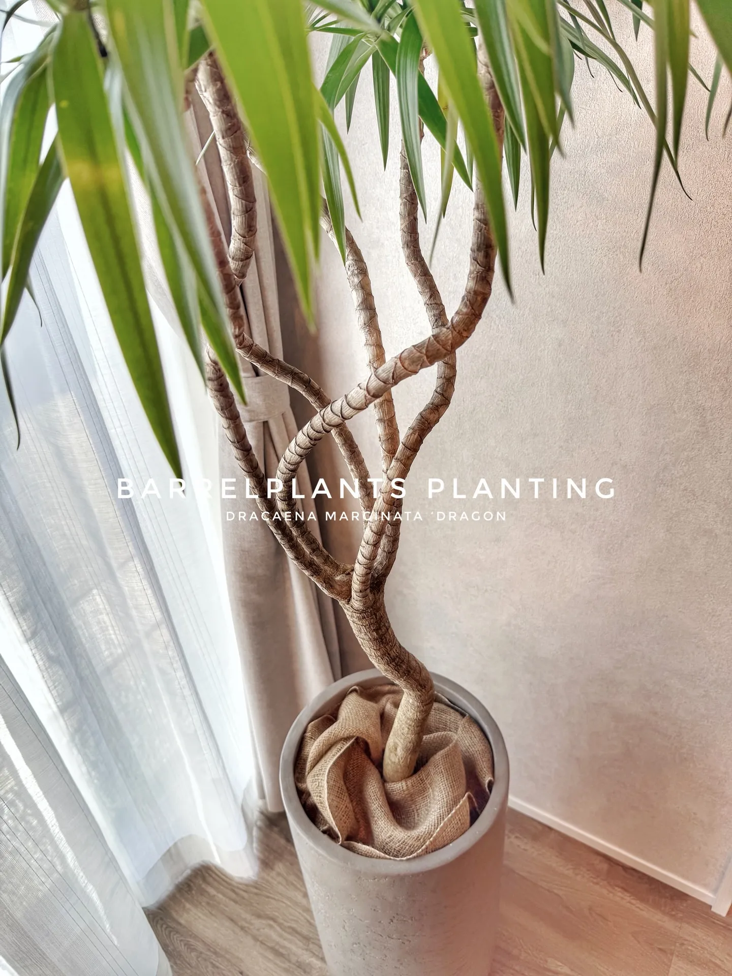 光と暮らす、植物のある部屋