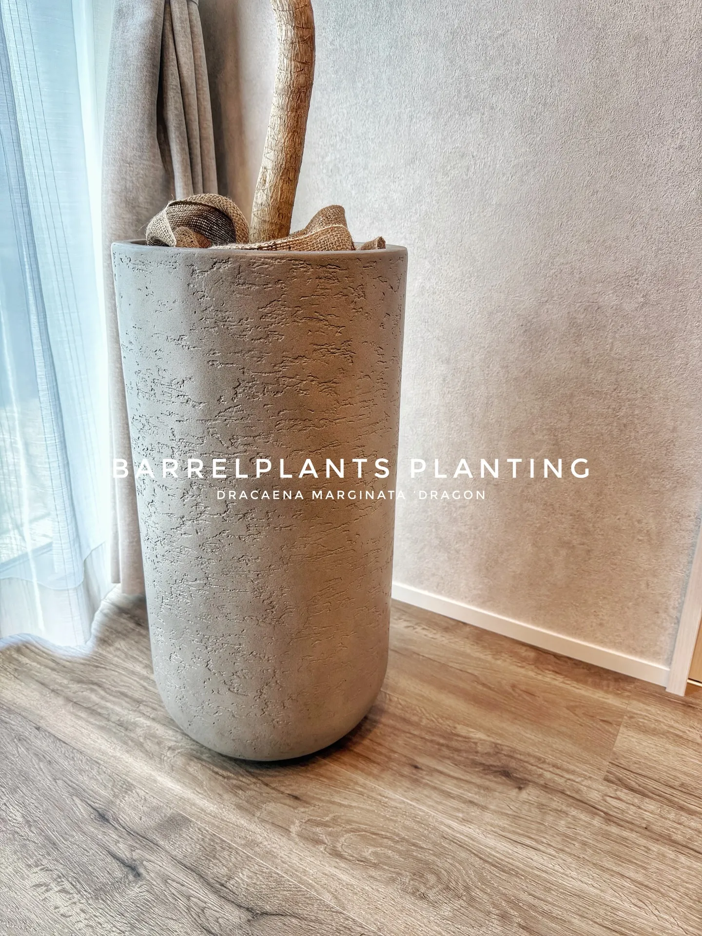 光と暮らす、植物のある部屋