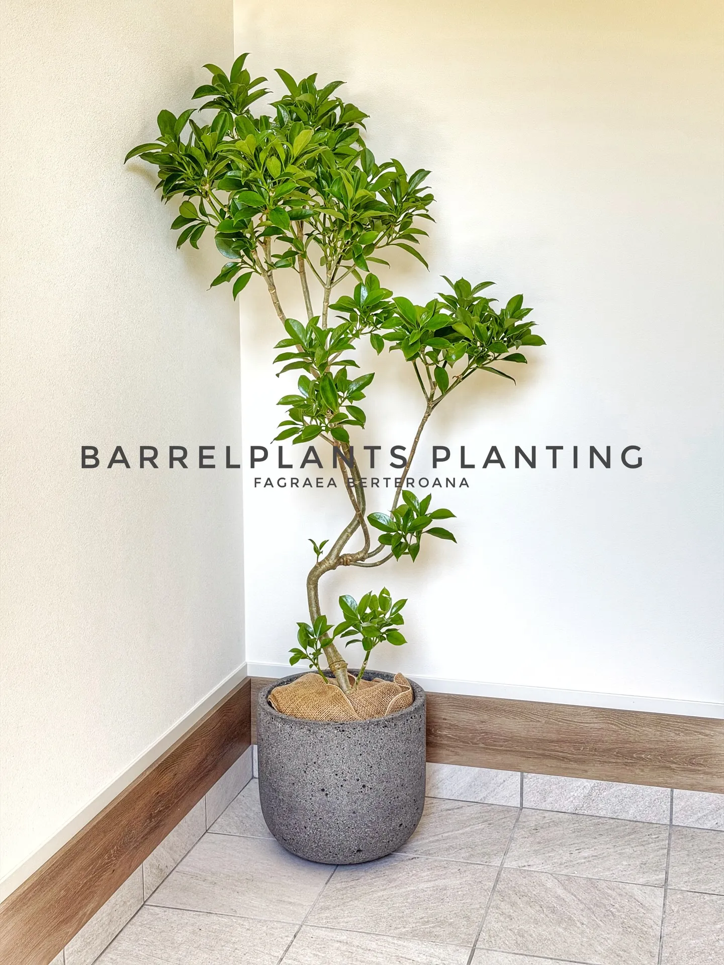 光と暮らす、植物のある部屋