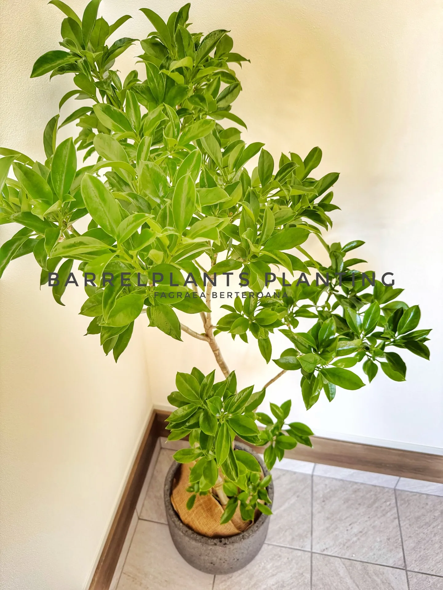 光と暮らす、植物のある部屋