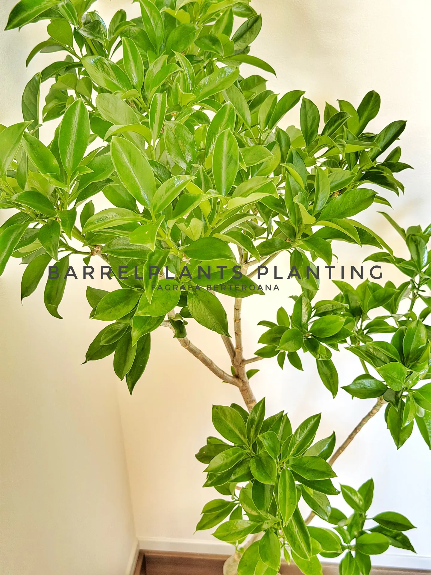 光と暮らす、植物のある部屋