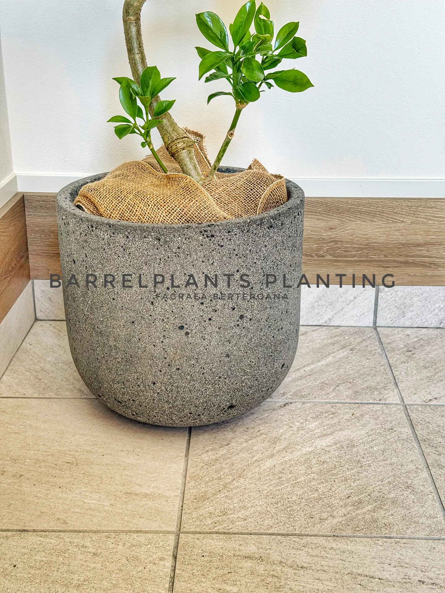 光と暮らす、植物のある部屋