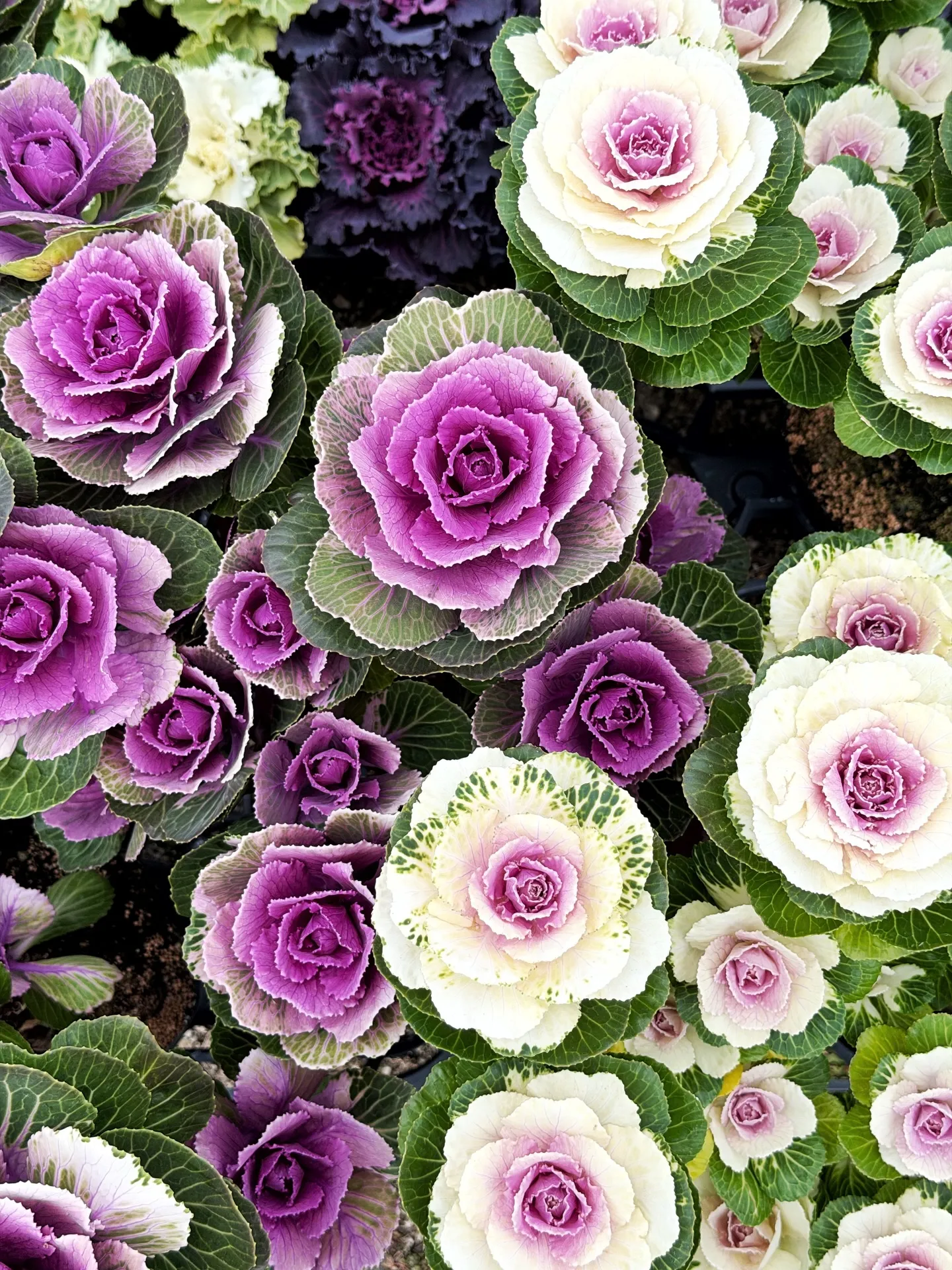 BARRELPLANTS オリジナル門松完成🎍