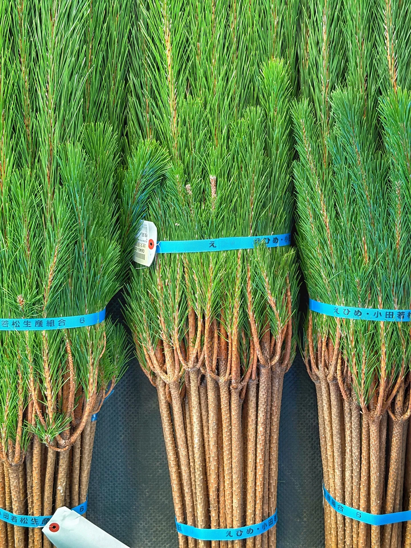 BARRELPLANTS オリジナル門松完成🎍