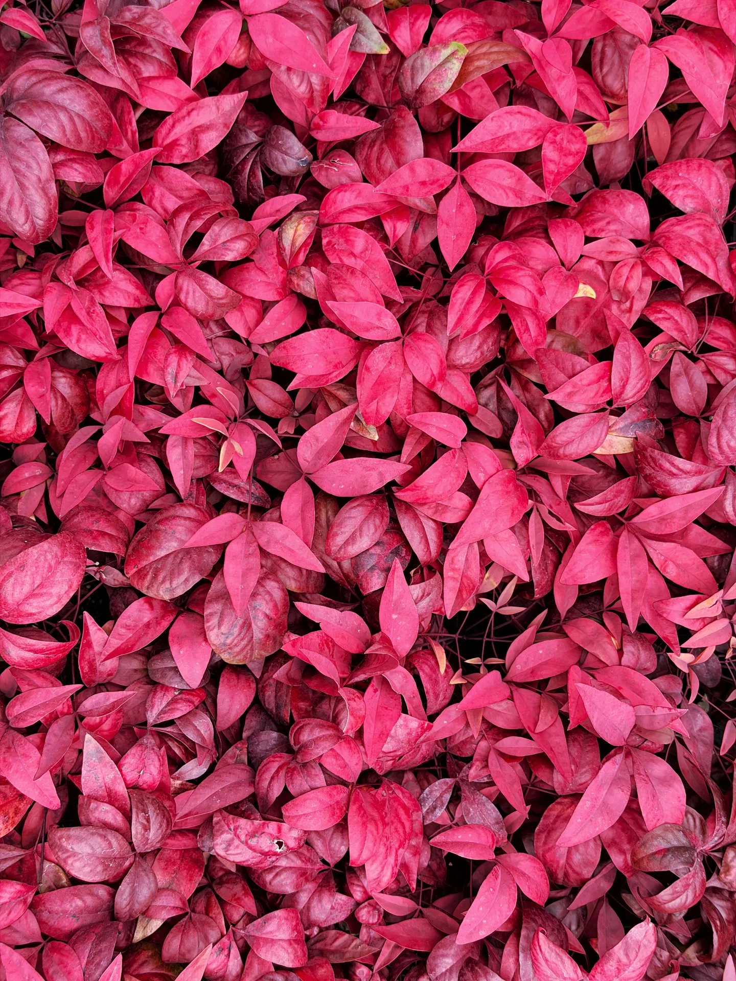 BARRELPLANTS オリジナル門松完成🎍