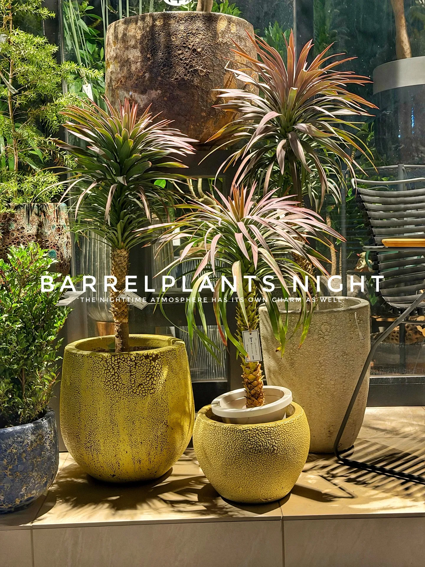 「夜のバーレルプランツ。