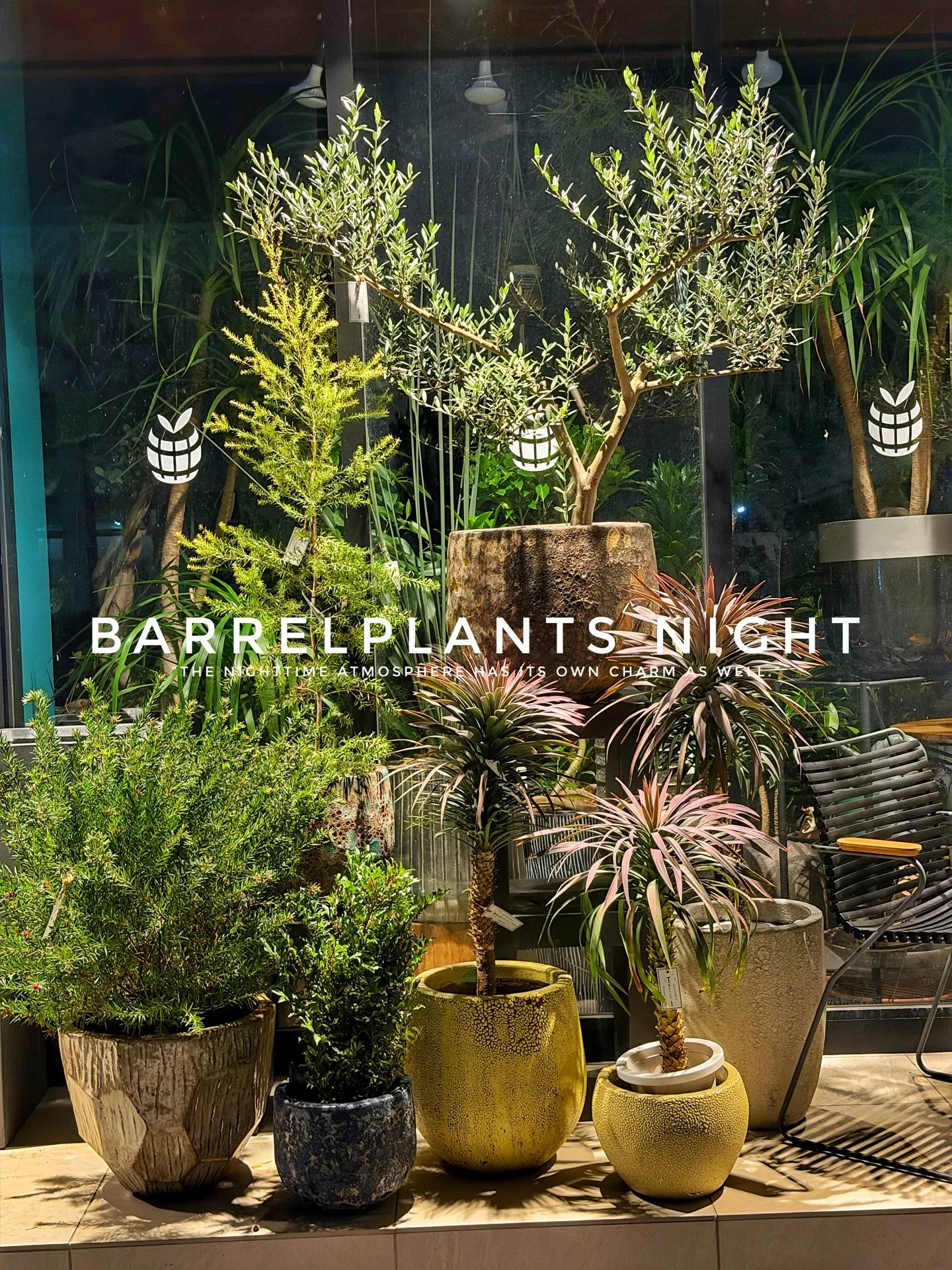 「夜のバーレルプランツ。