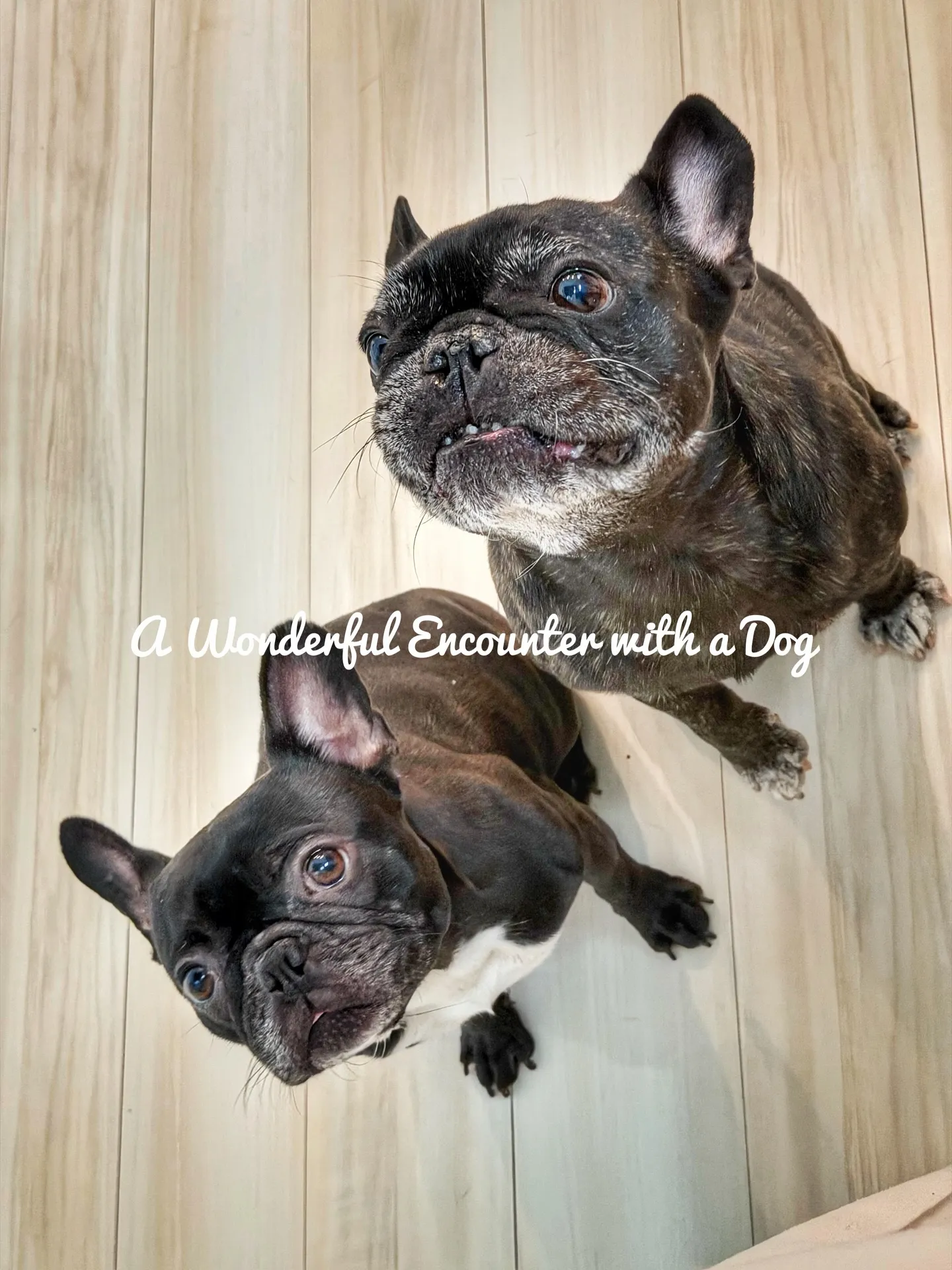 “Carefully Selected Pots and P...