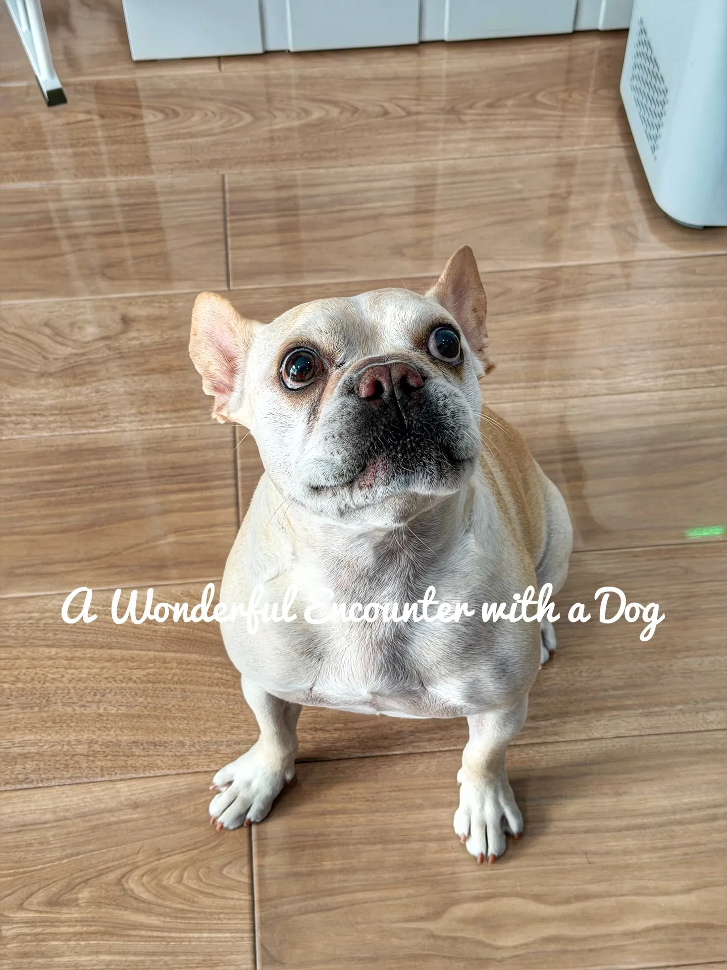 “Carefully Selected Pots and P...