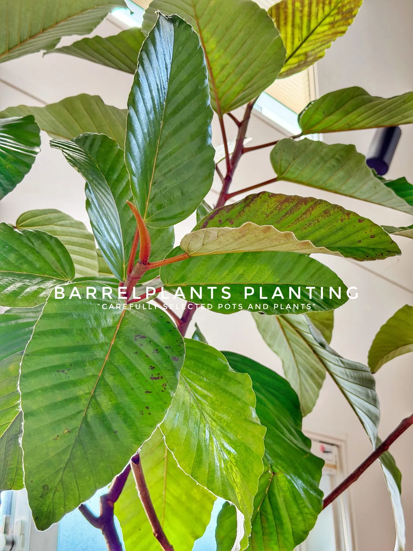 “Carefully Selected Pots and P...