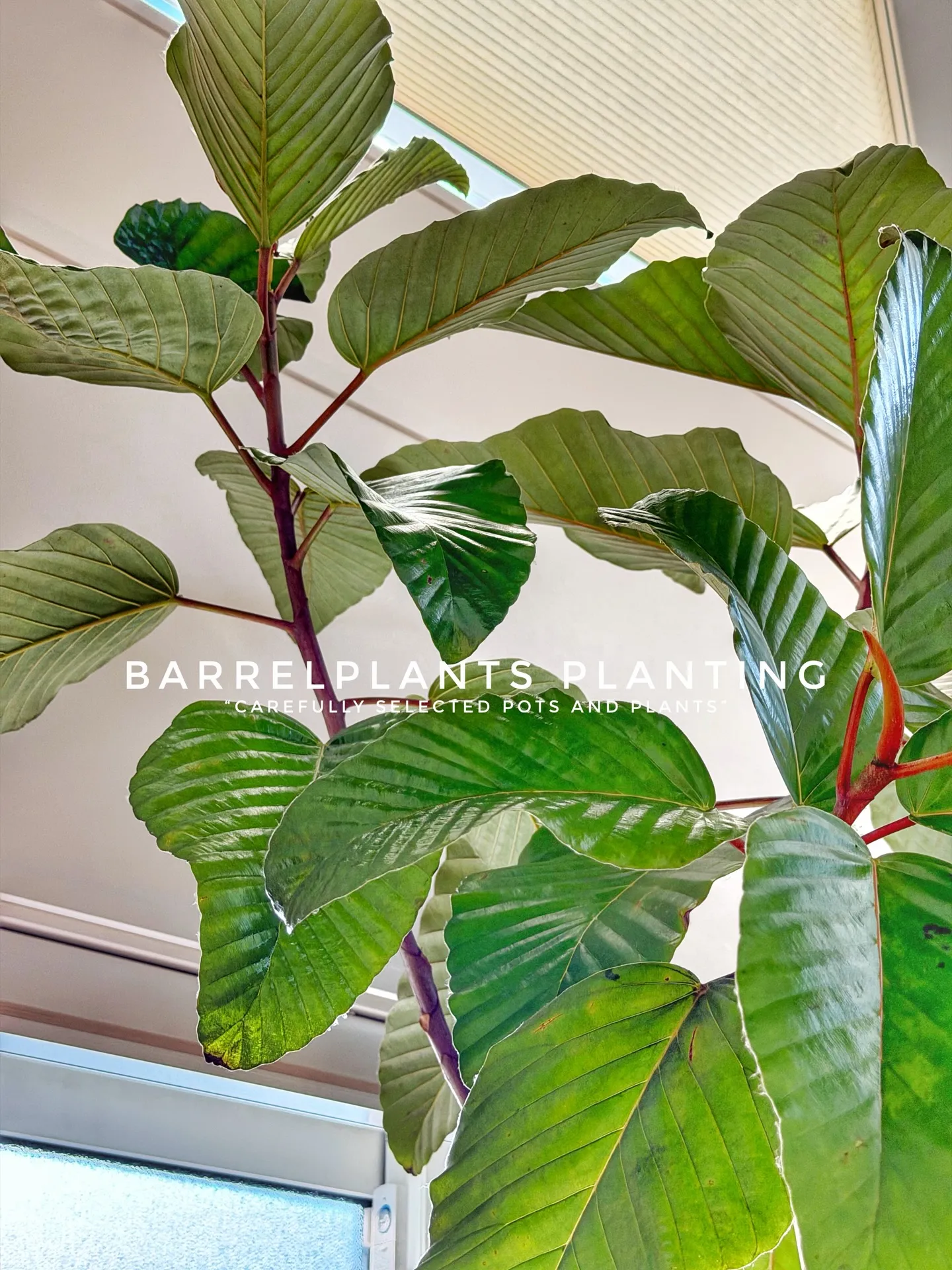 “Carefully Selected Pots and P...