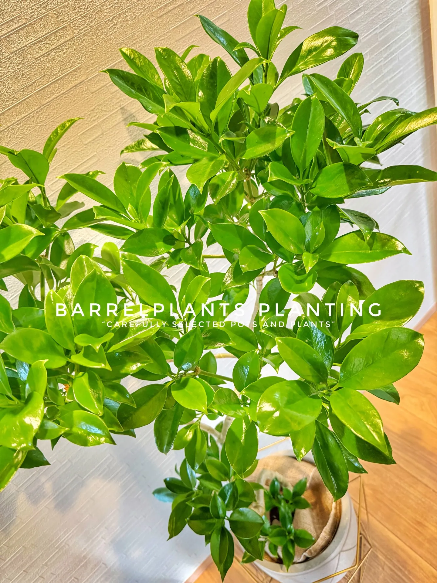 “Carefully Selected Pots and P...