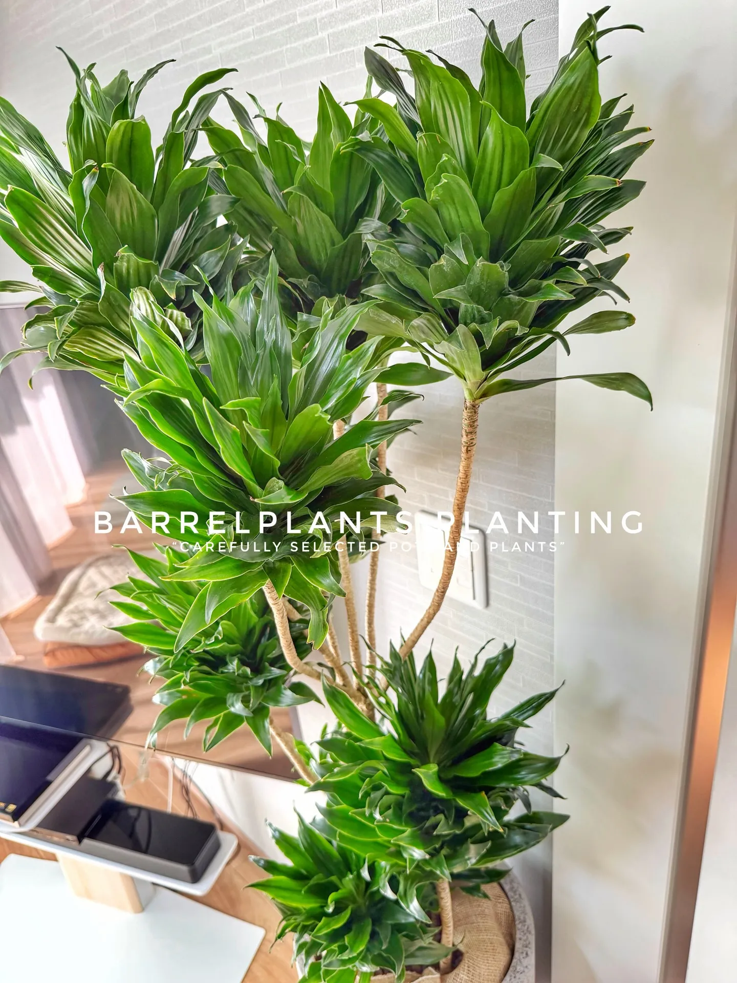 “Carefully Selected Pots and P...