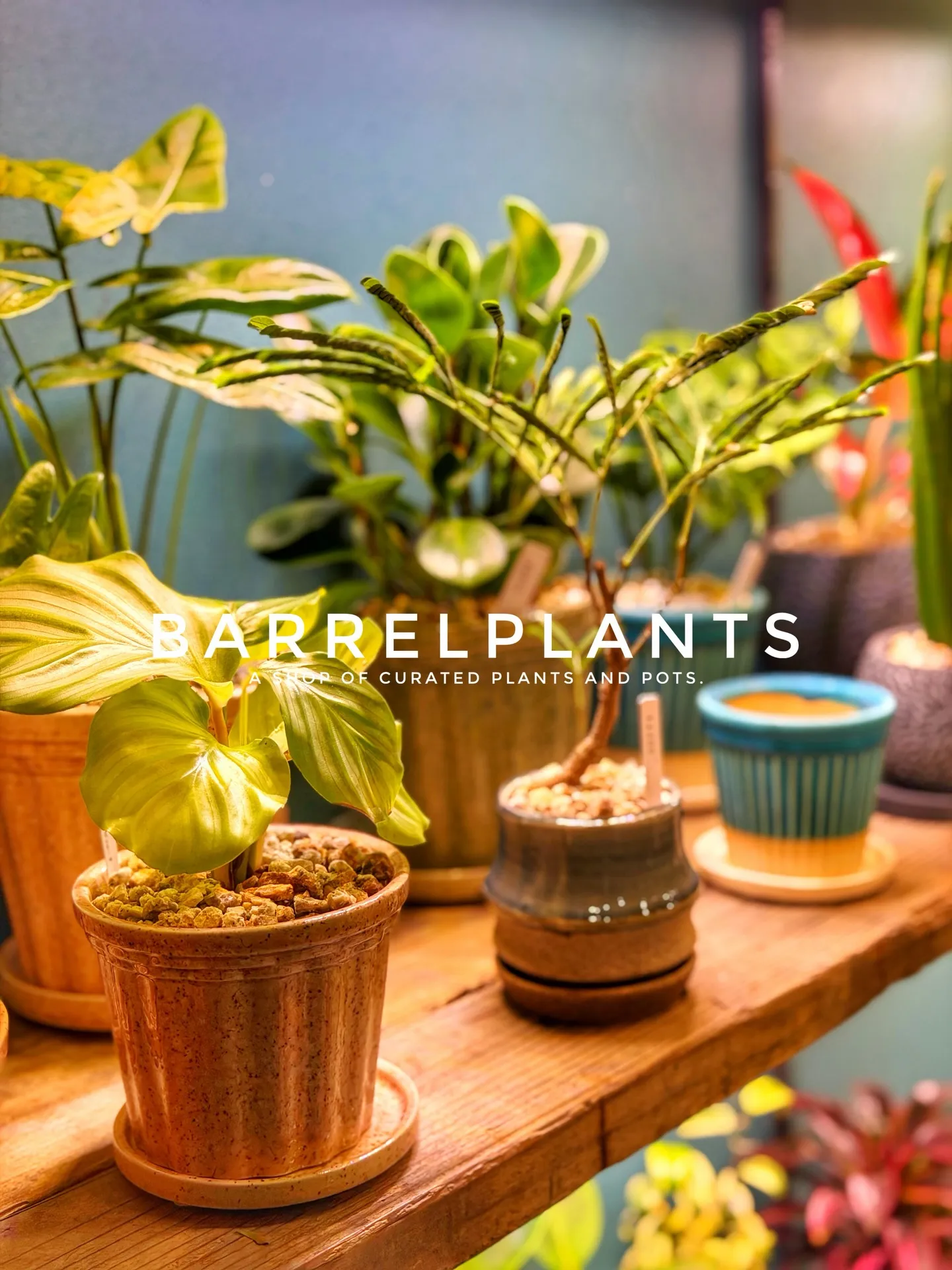 店内のおすすめ植物と鉢をご紹介します。