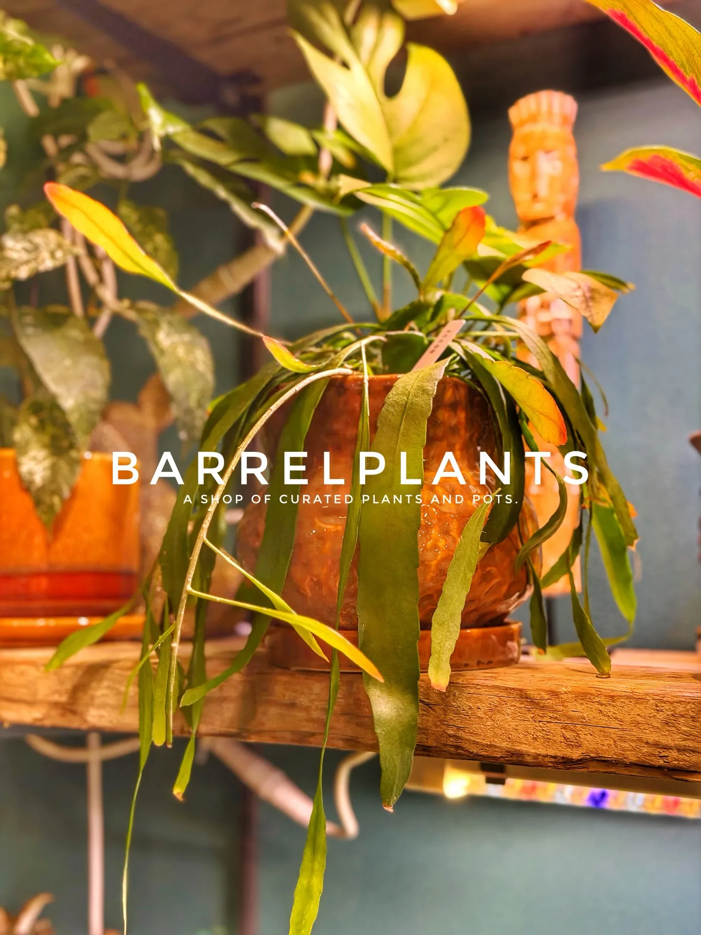 店内のおすすめ植物と鉢をご紹介します。