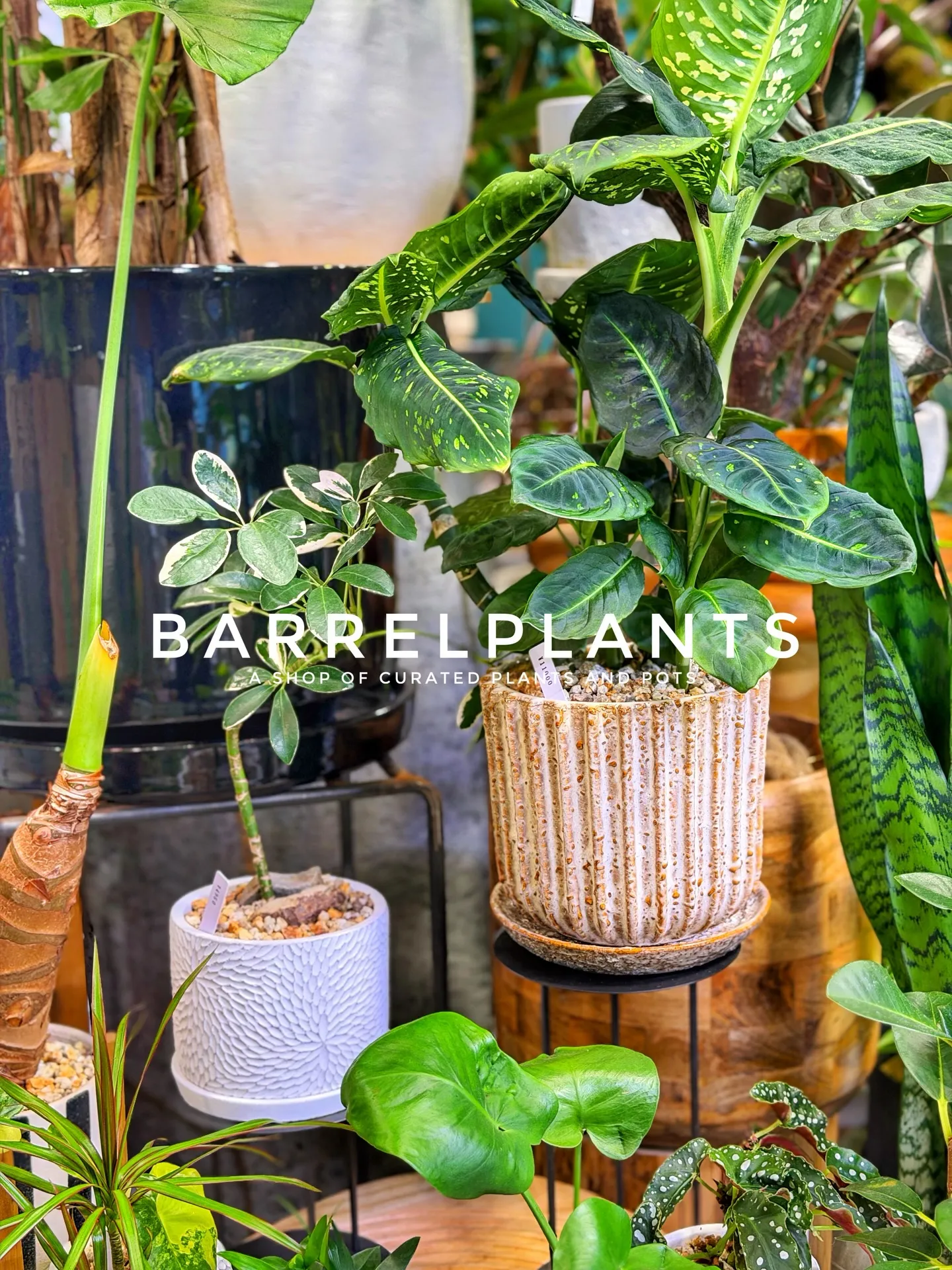 店内のおすすめ植物と鉢をご紹介します。