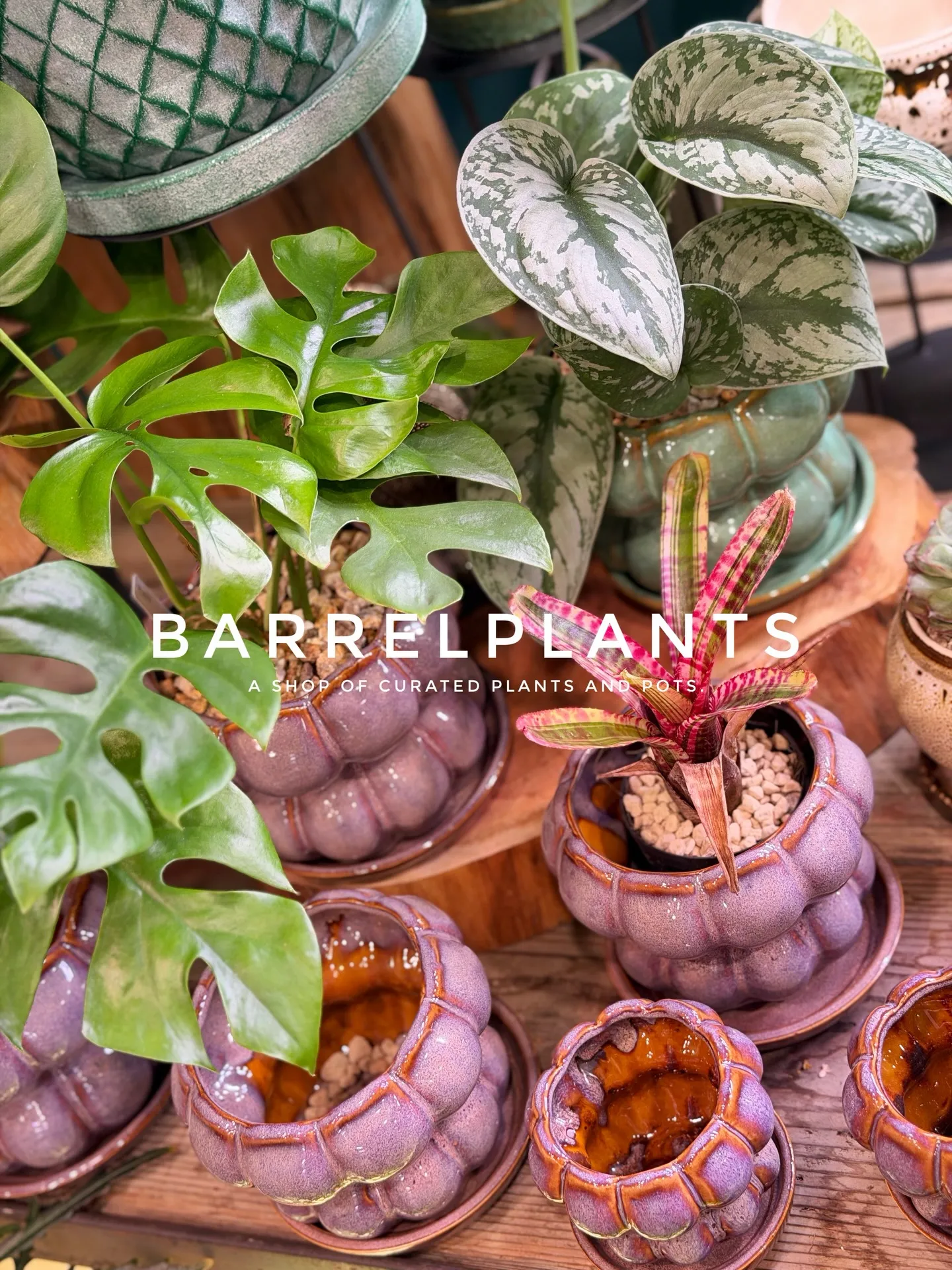 店内のおすすめ植物と鉢をご紹介します。