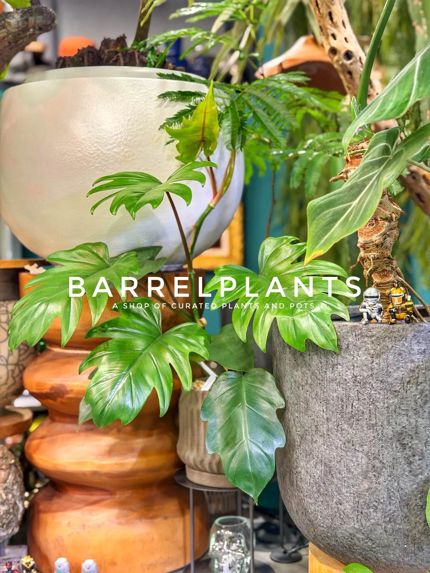 店内のおすすめ植物と鉢をご紹介します。