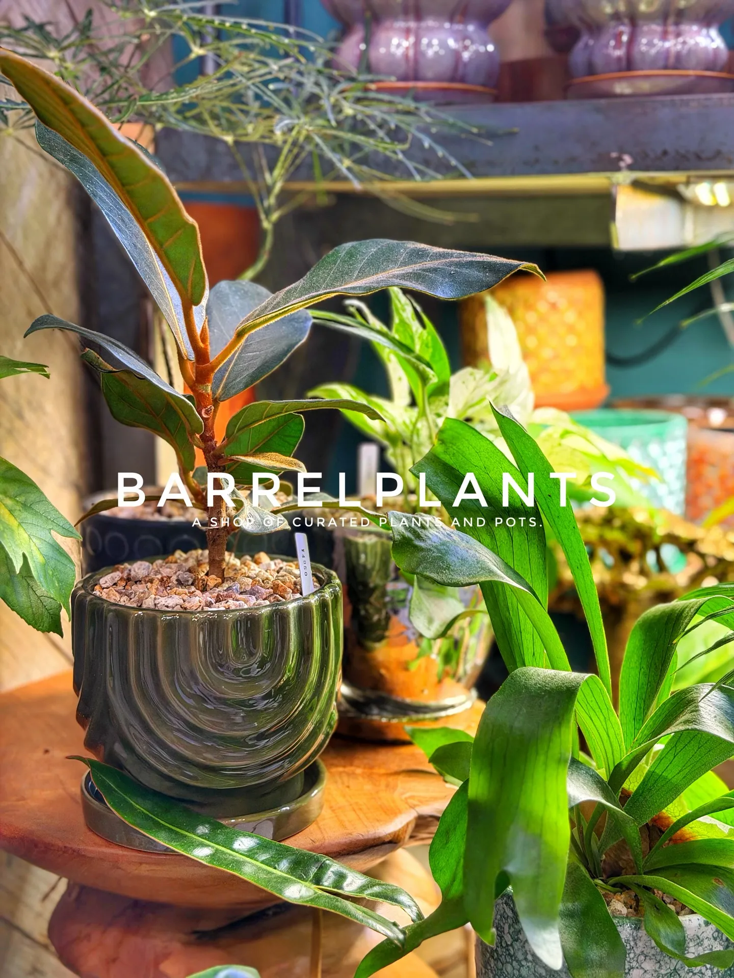 店内のおすすめ植物と鉢をご紹介します。