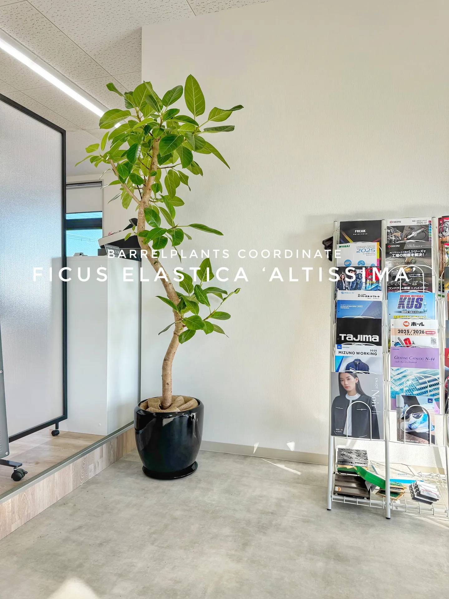 オフィスにフィカス・アルテシーマをお届けしました🌿