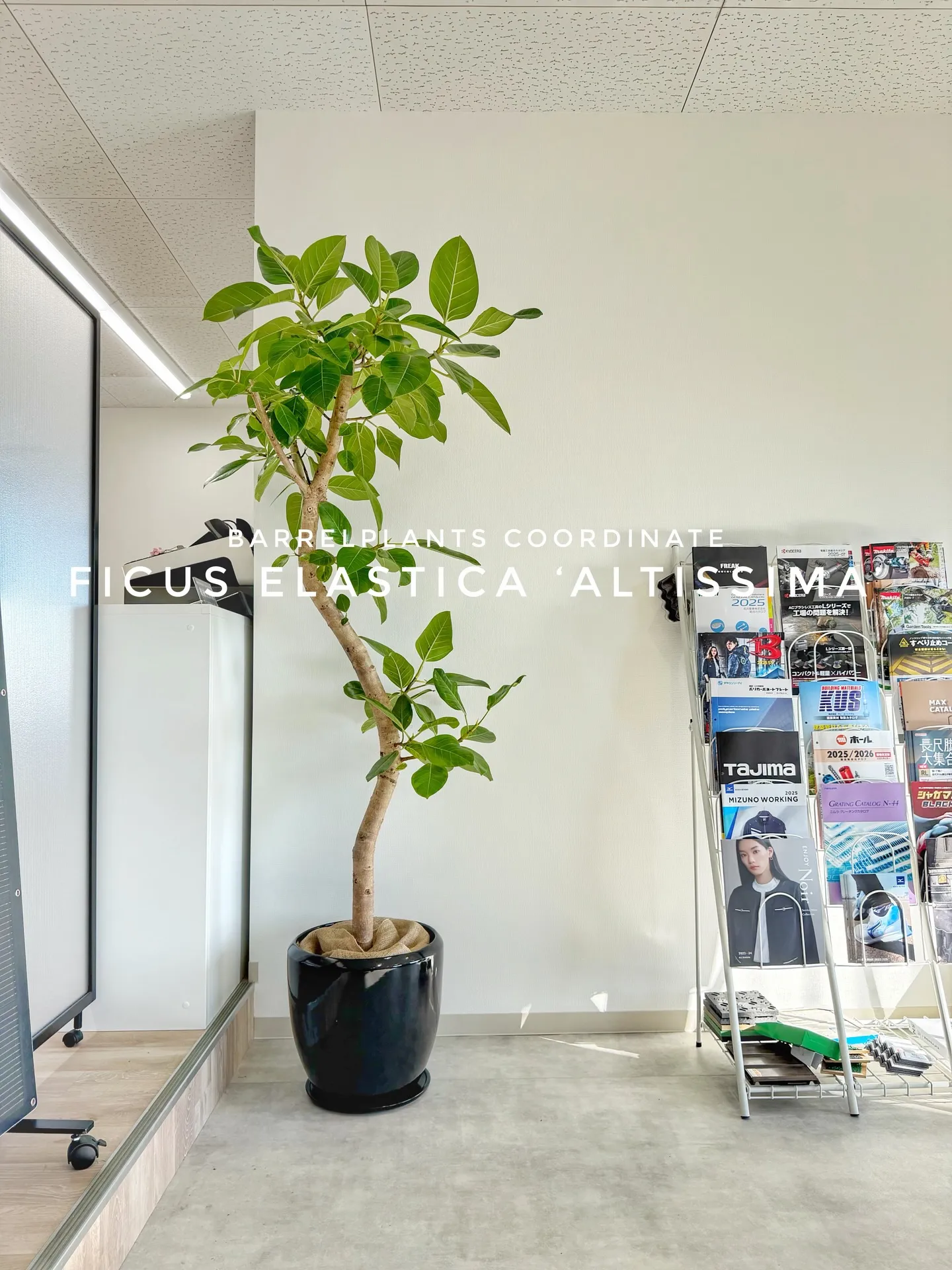 オフィスにフィカス・アルテシーマをお届けしました🌿