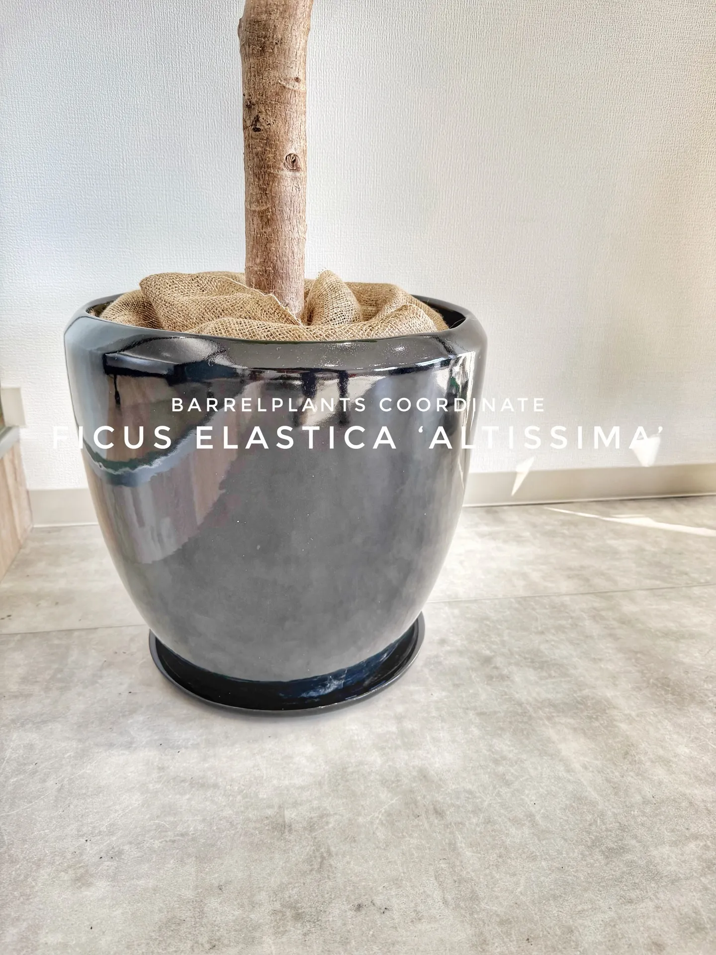 オフィスにフィカス・アルテシーマをお届けしました🌿