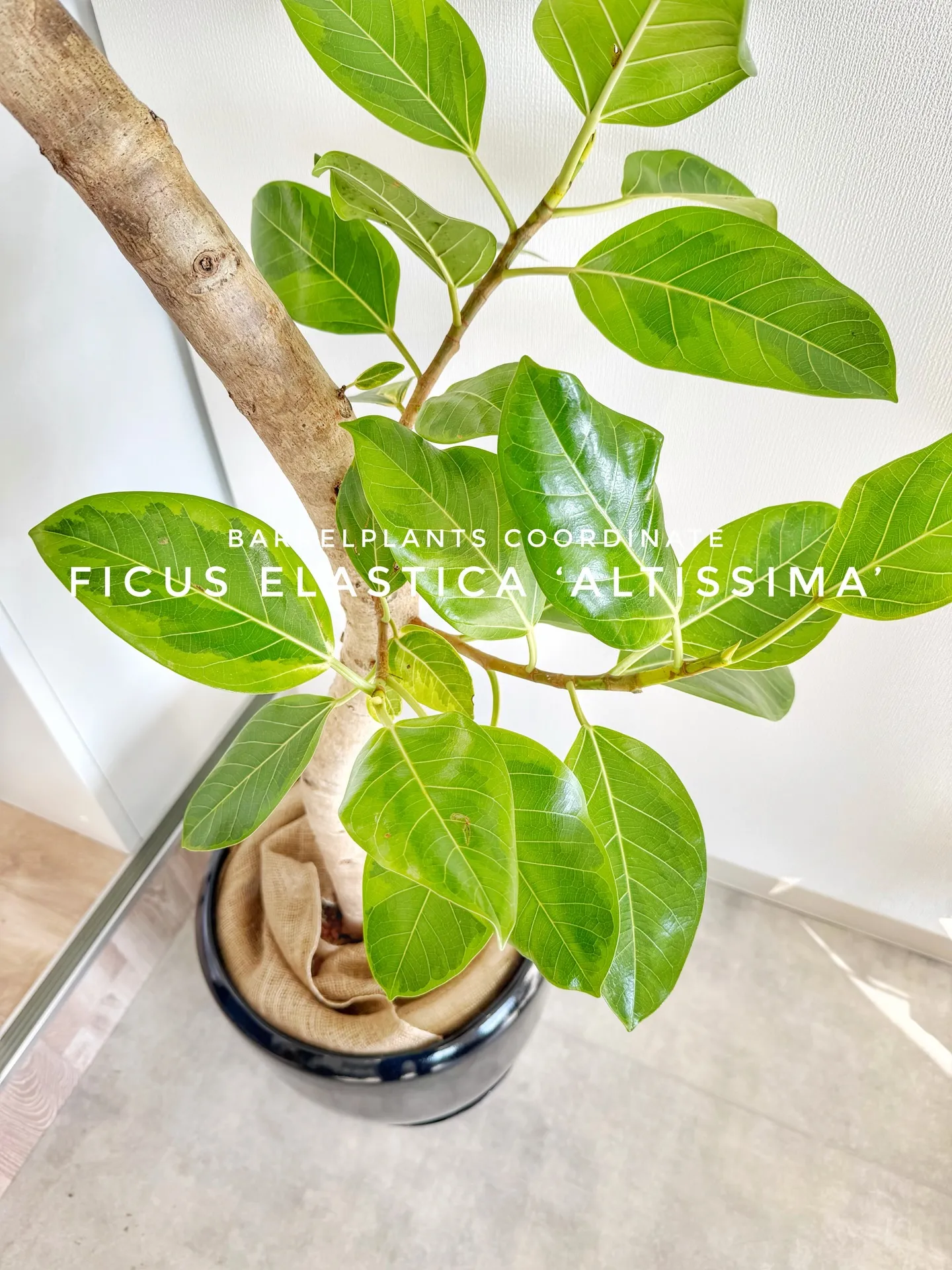 オフィスにフィカス・アルテシーマをお届けしました🌿