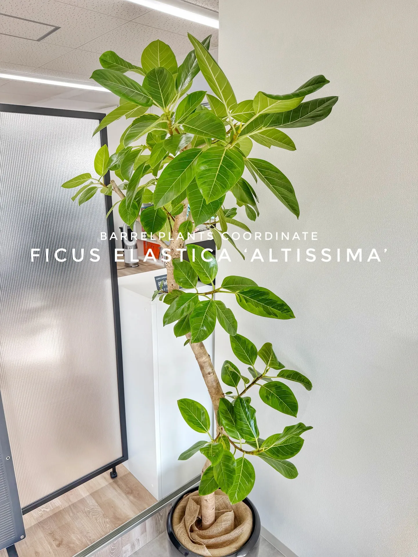 オフィスにフィカス・アルテシーマをお届けしました🌿