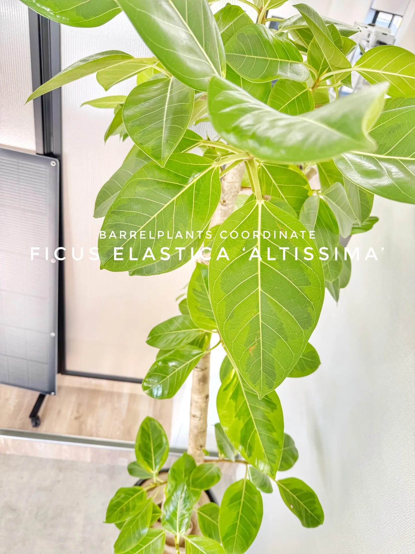 オフィスにフィカス・アルテシーマをお届けしました🌿