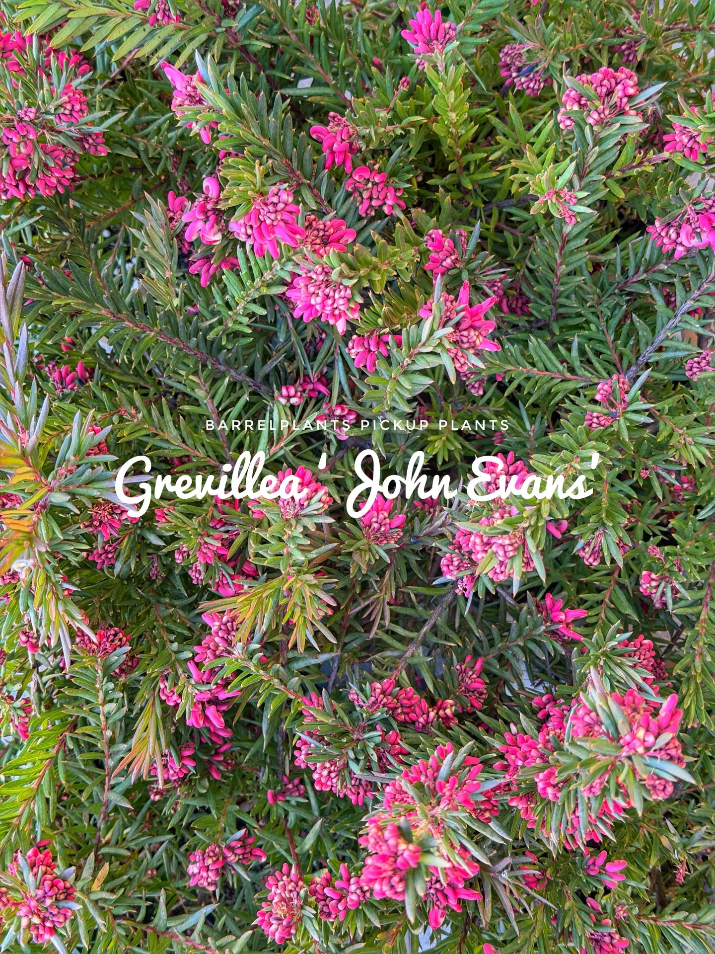 【barrelplantsオススメ下草シリーズ🍃Grevil...