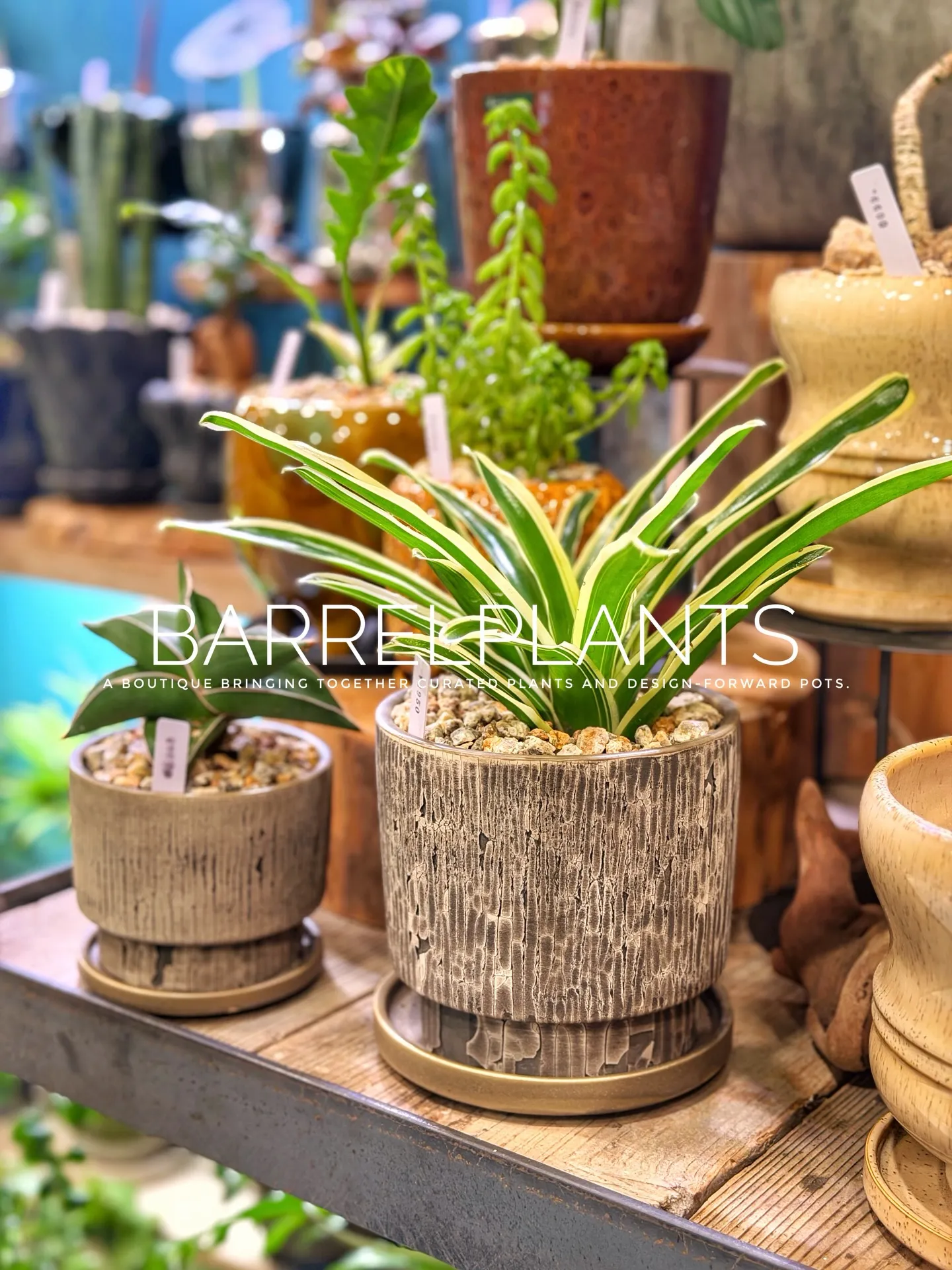 【barrelplantsオススメ下草シリーズ🍃Grevil...