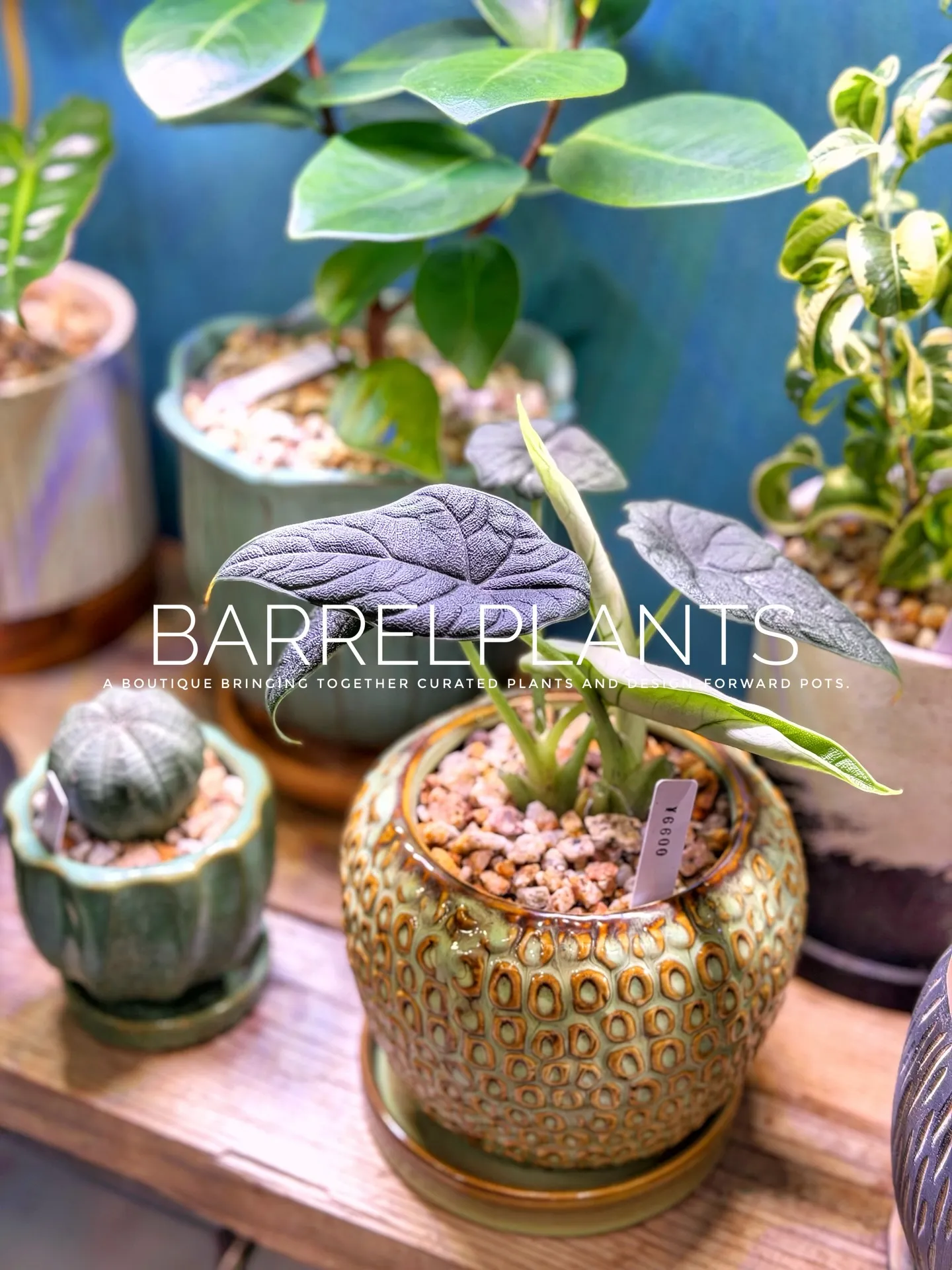 【barrelplantsオススメ下草シリーズ🍃Grevil...