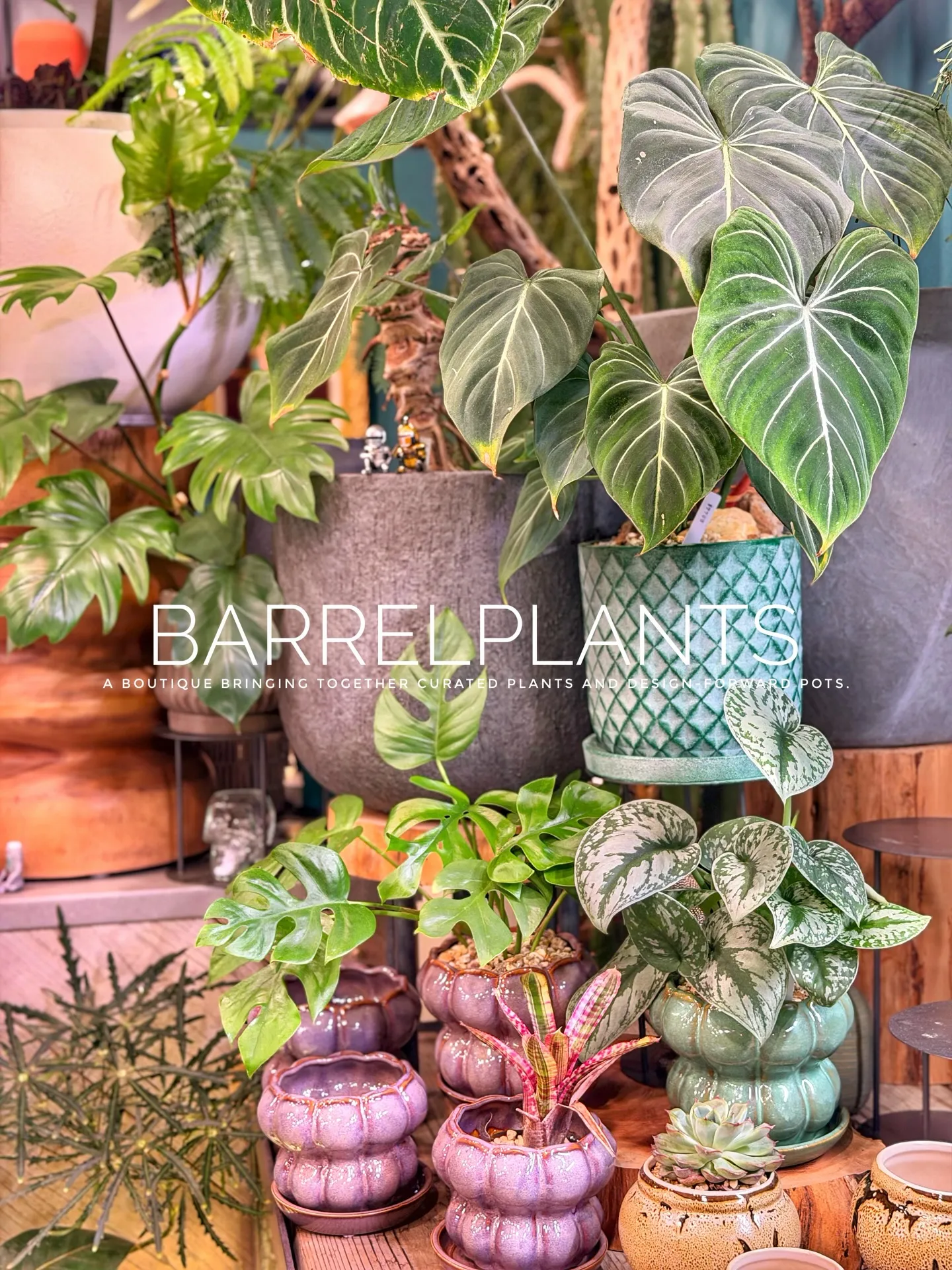 【barrelplantsオススメ下草シリーズ🍃Grevil...