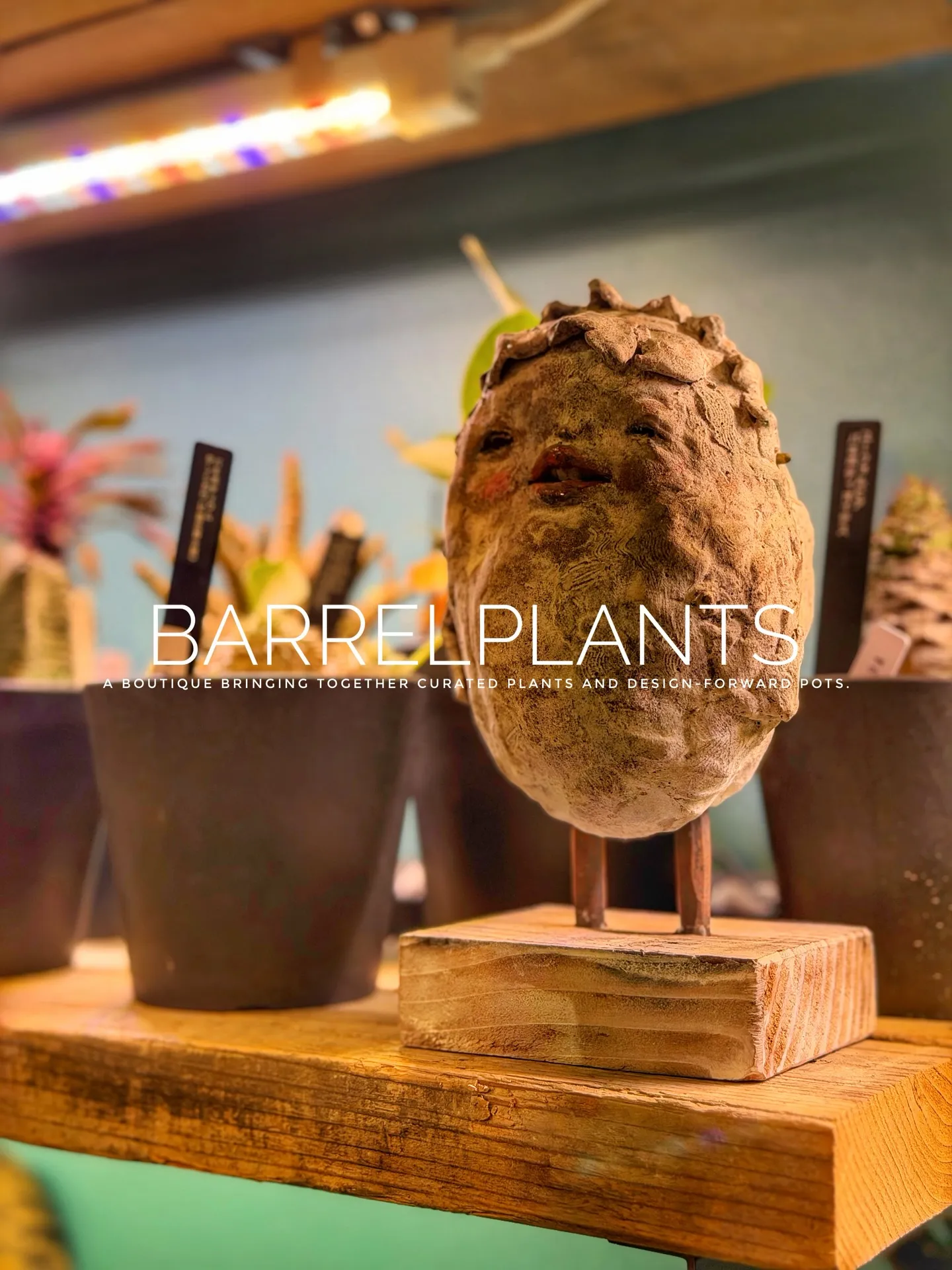 【barrelplantsオススメ下草シリーズ🍃Grevil...