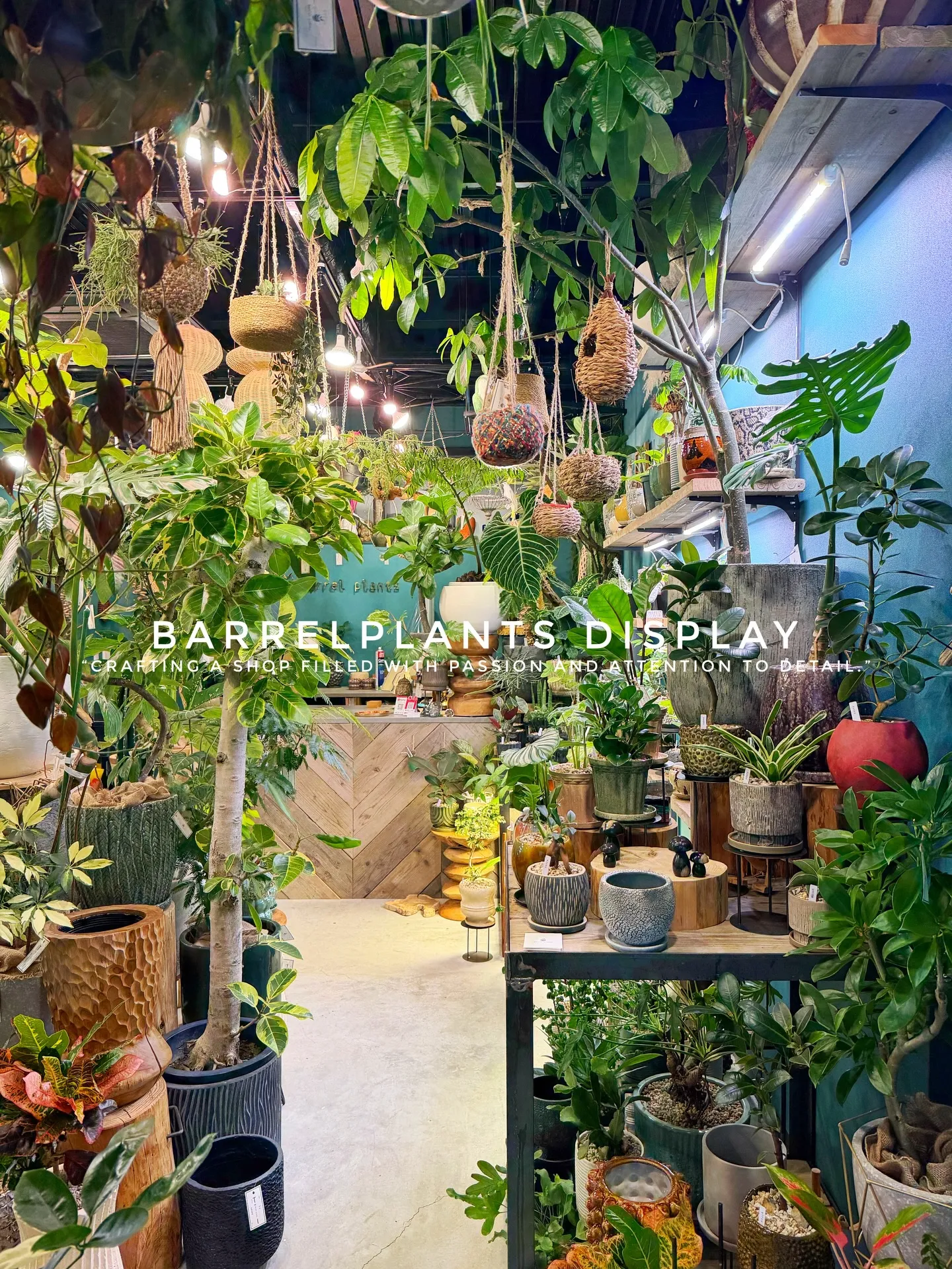 BARREL PLANTS DISPLAY