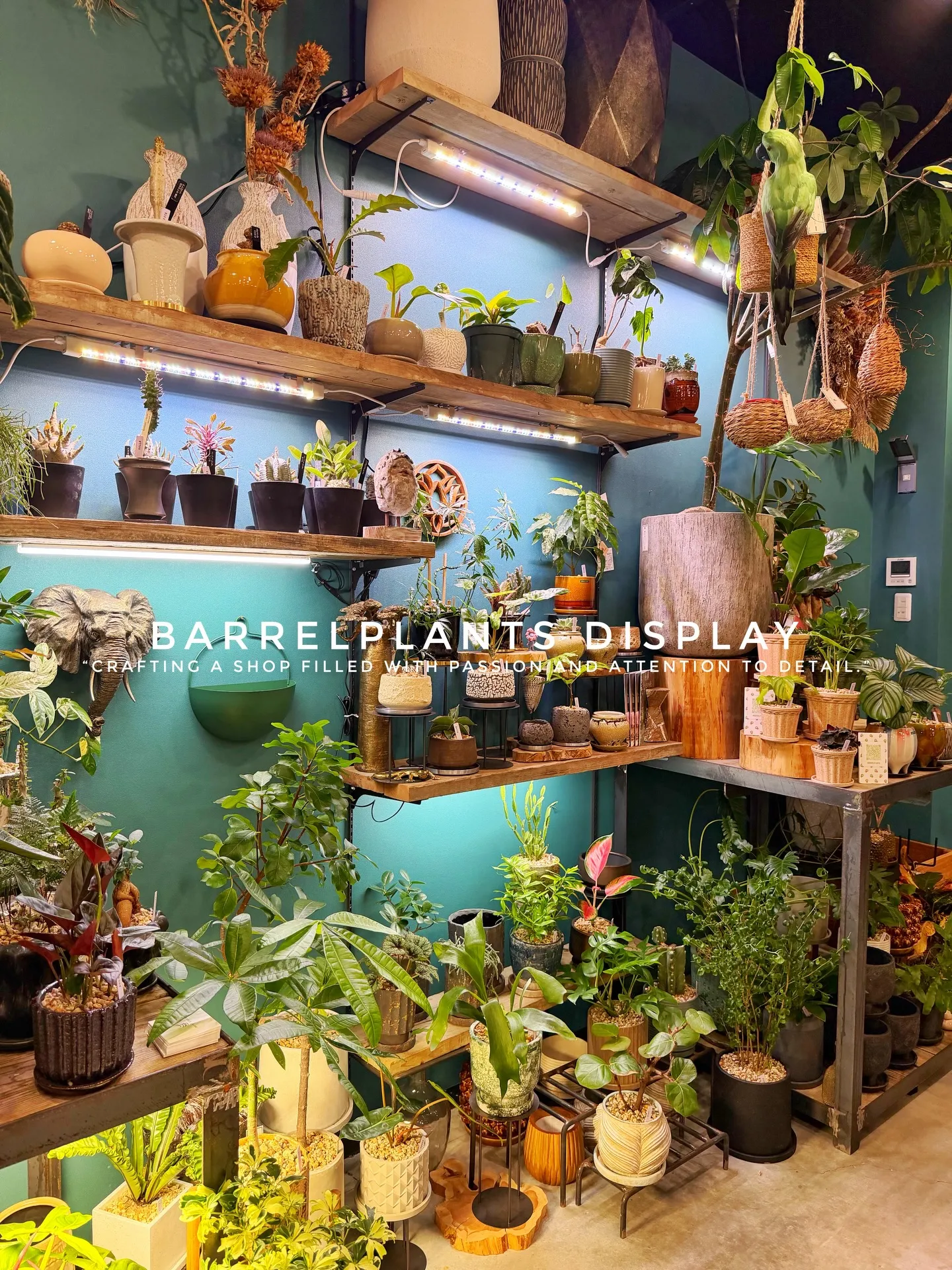 BARREL PLANTS DISPLAY