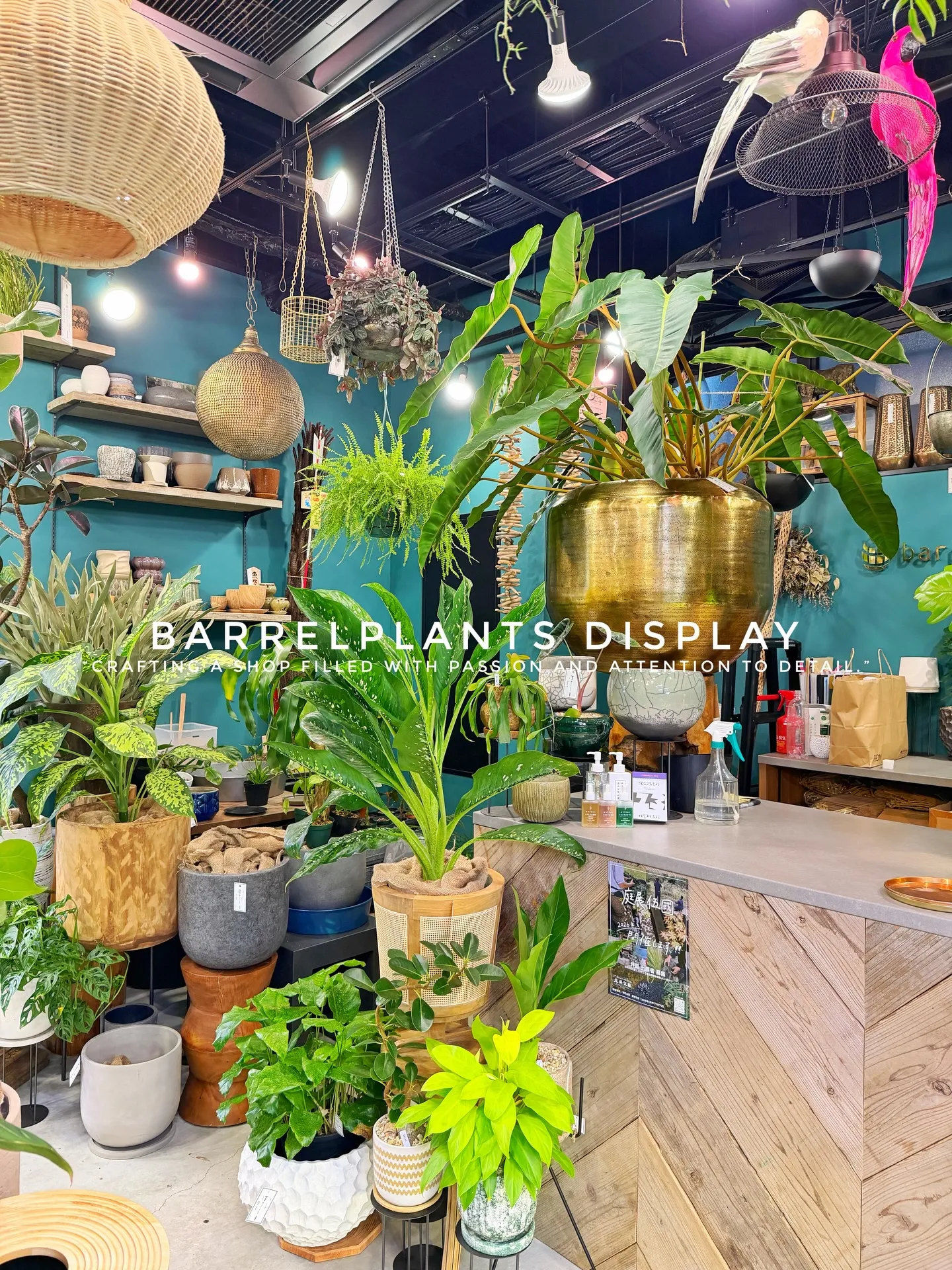 BARREL PLANTS DISPLAY