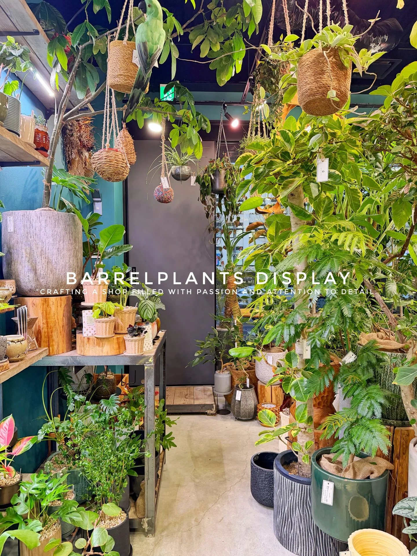 BARREL PLANTS DISPLAY