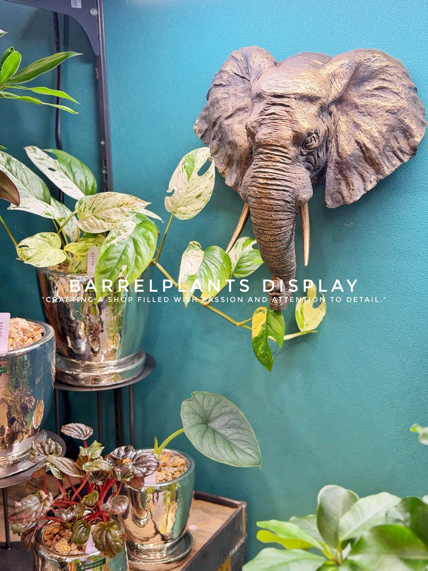 BARREL PLANTS DISPLAY