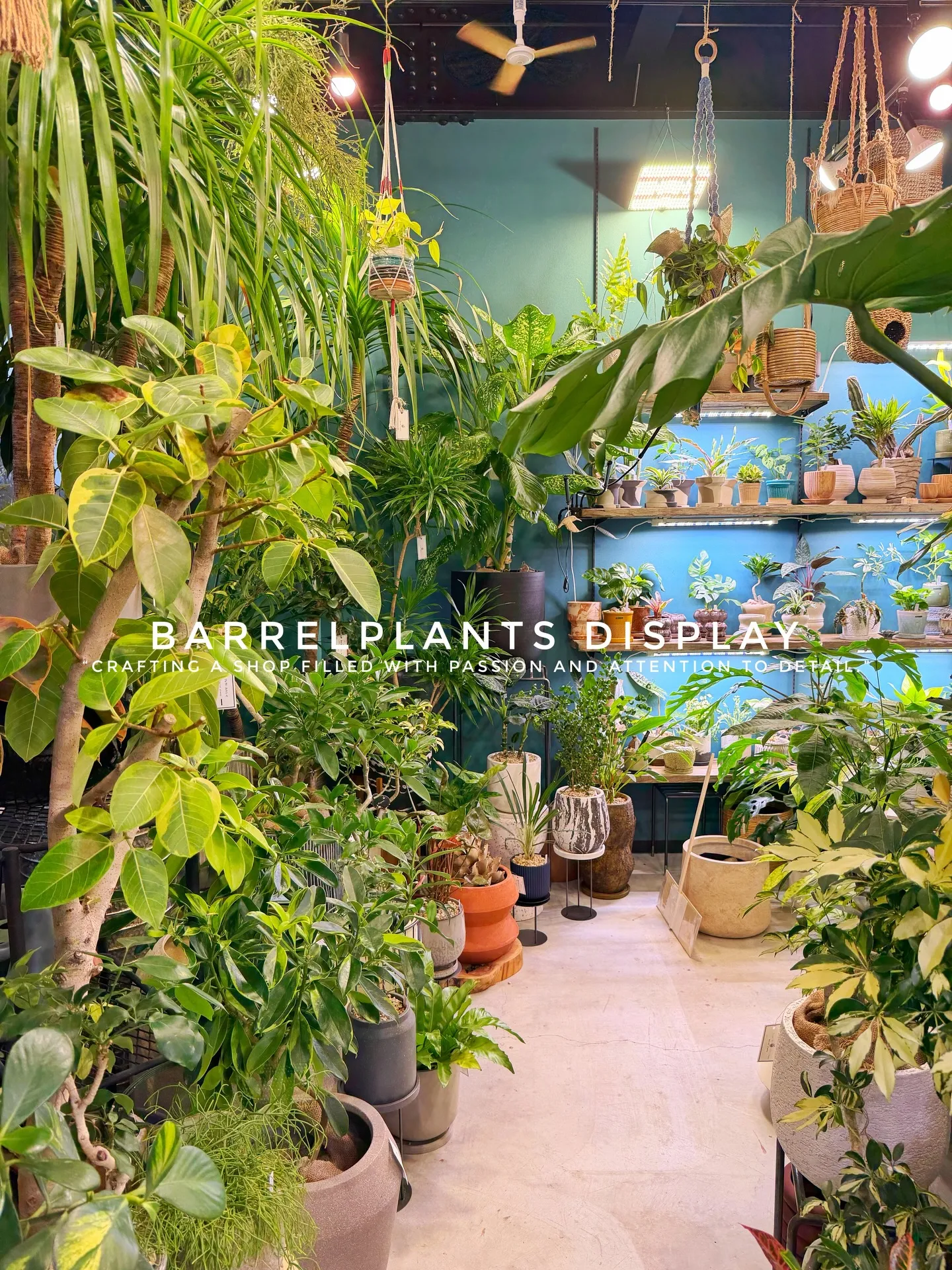 BARREL PLANTS DISPLAY