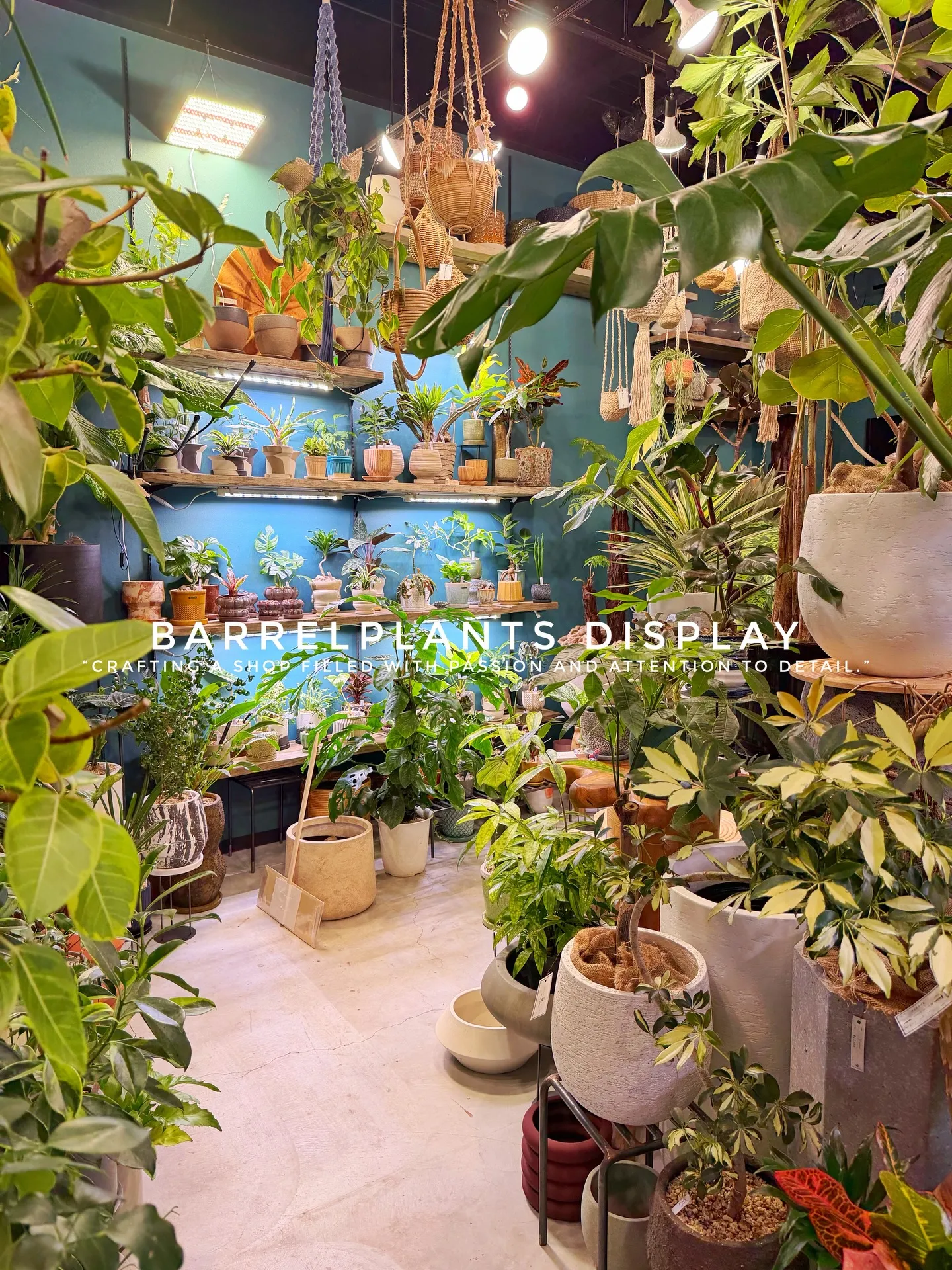 BARREL PLANTS DISPLAY