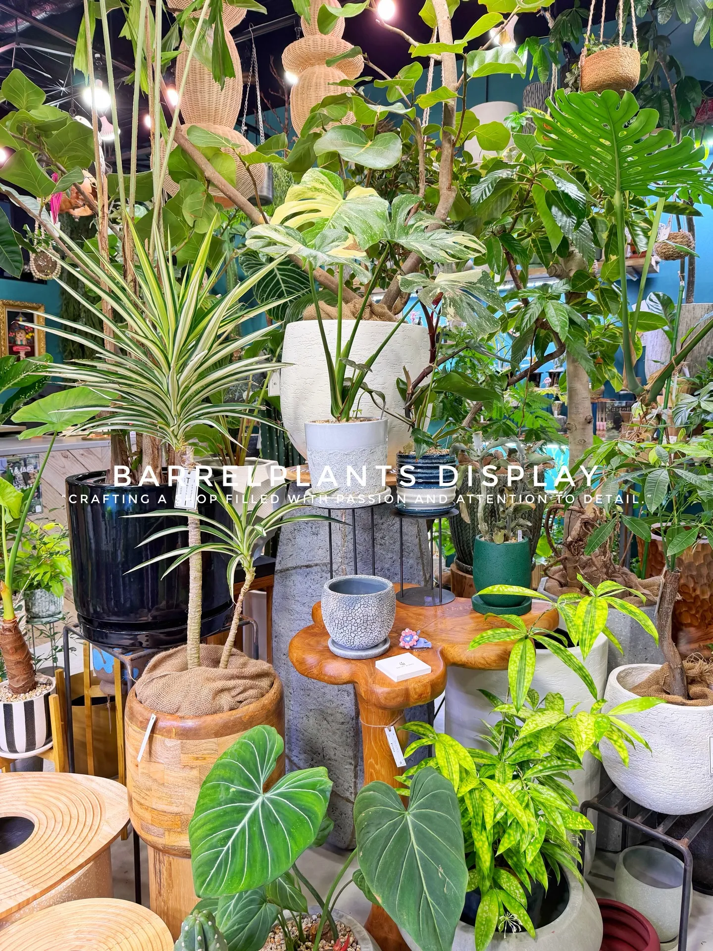 BARREL PLANTS DISPLAY