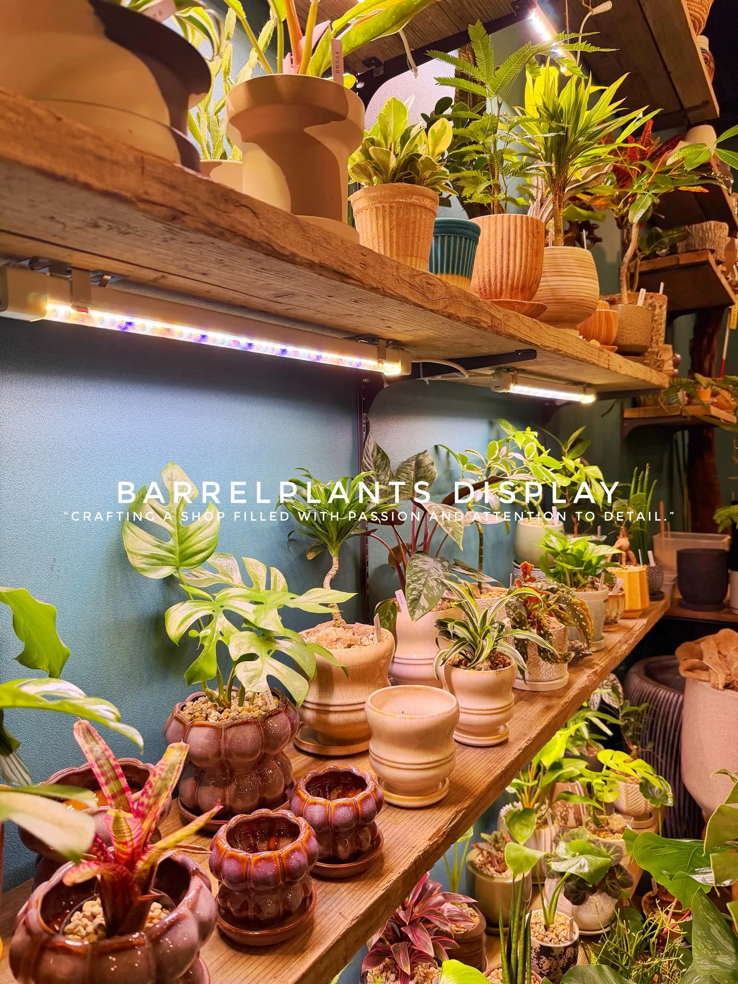 BARREL PLANTS DISPLAY