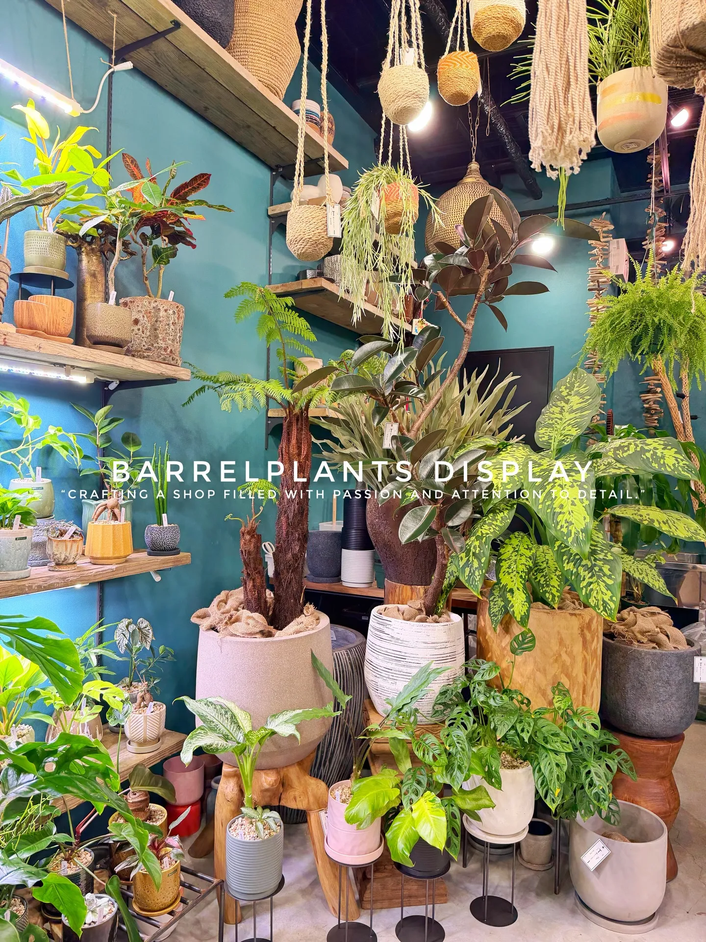 BARREL PLANTS DISPLAY