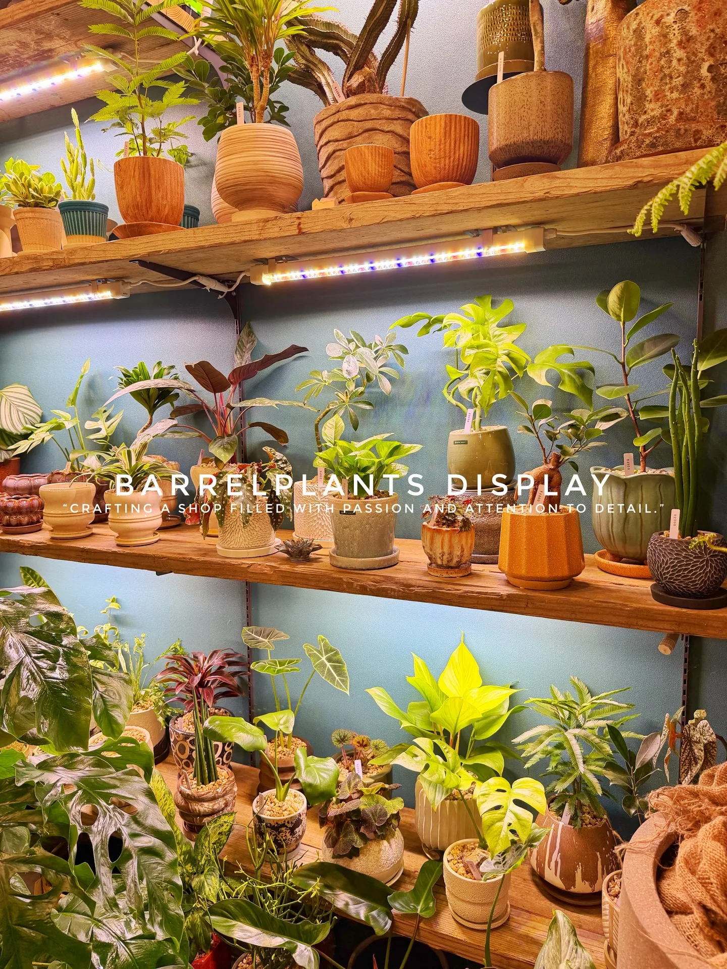 BARREL PLANTS DISPLAY
