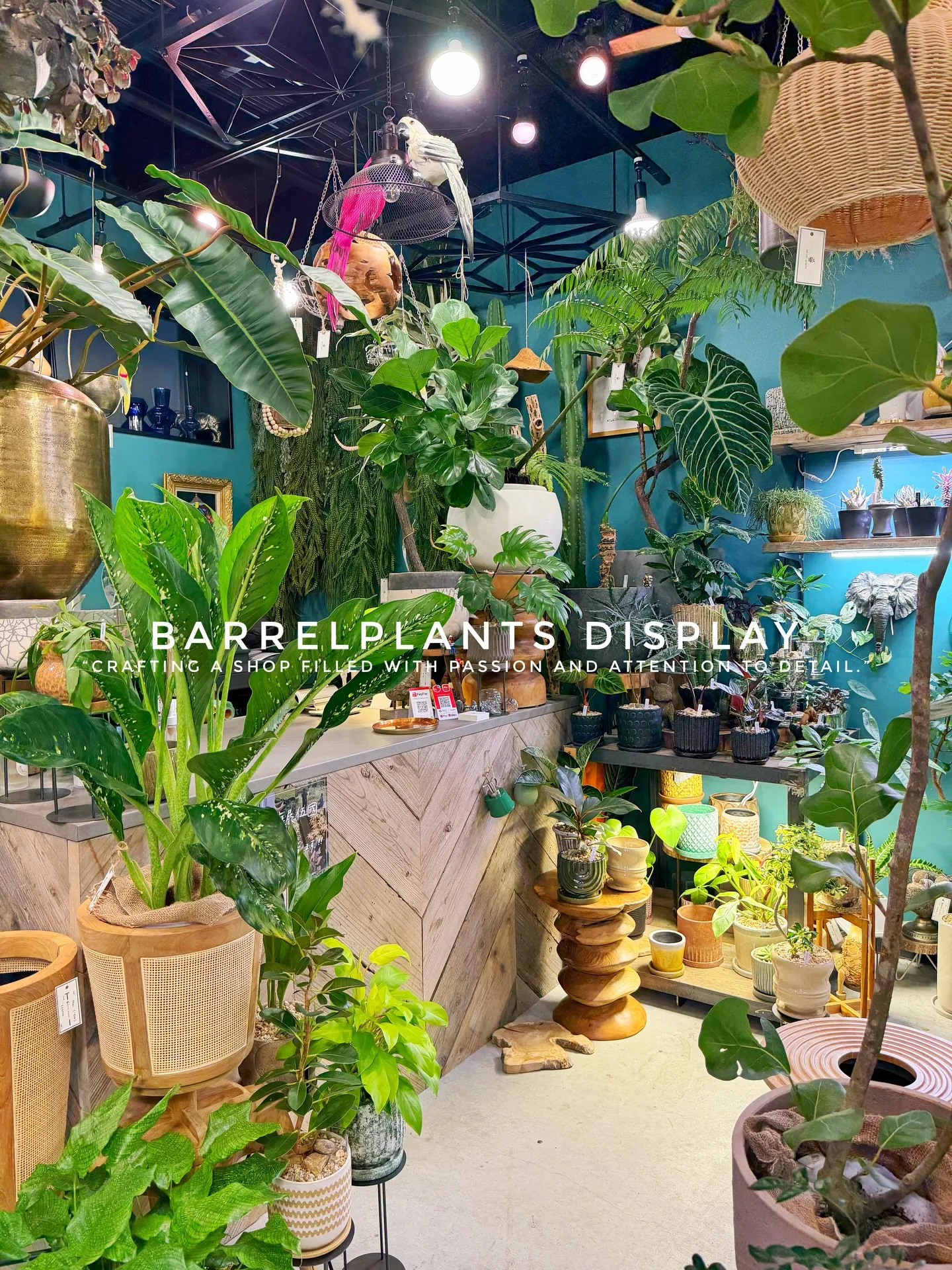 BARREL PLANTS DISPLAY