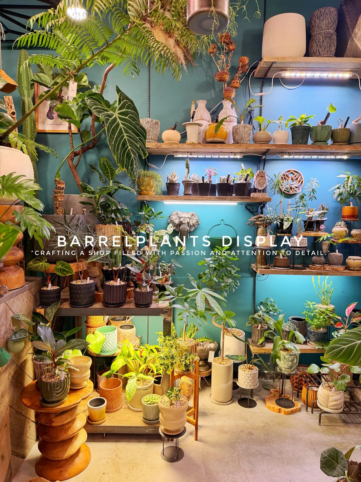 BARREL PLANTS DISPLAY