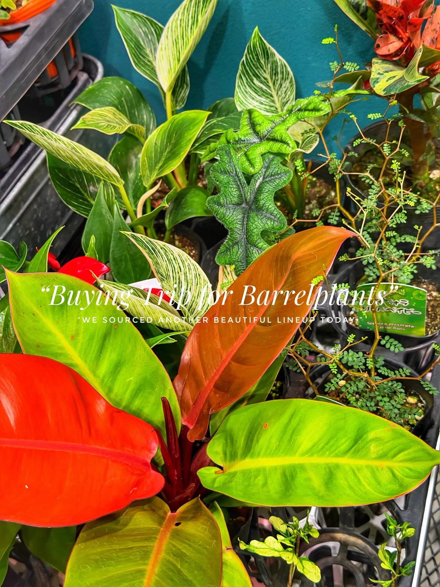 “Buying Trip for Barrelplants ...